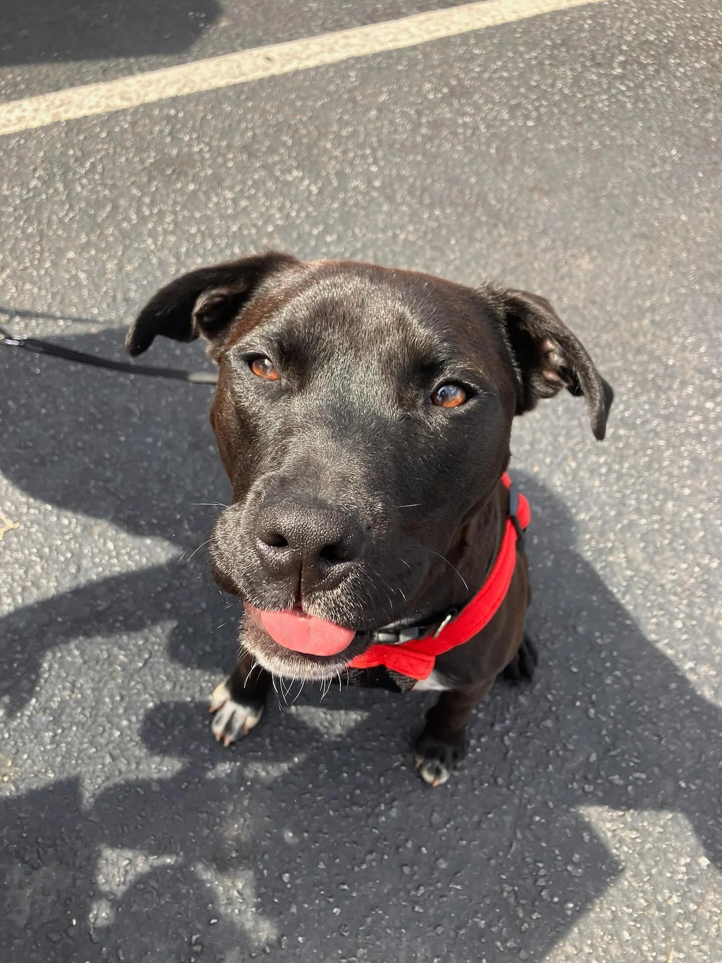 Carter is still searching for his forever home. 🏠
He&rsquo;s been nothing but patient, loving, and full of life &mdash; but now he urgently needs a home or foster due to the damage at the haven. 

Carter is a 1 year old Labrador/Pit-bull mix. This s