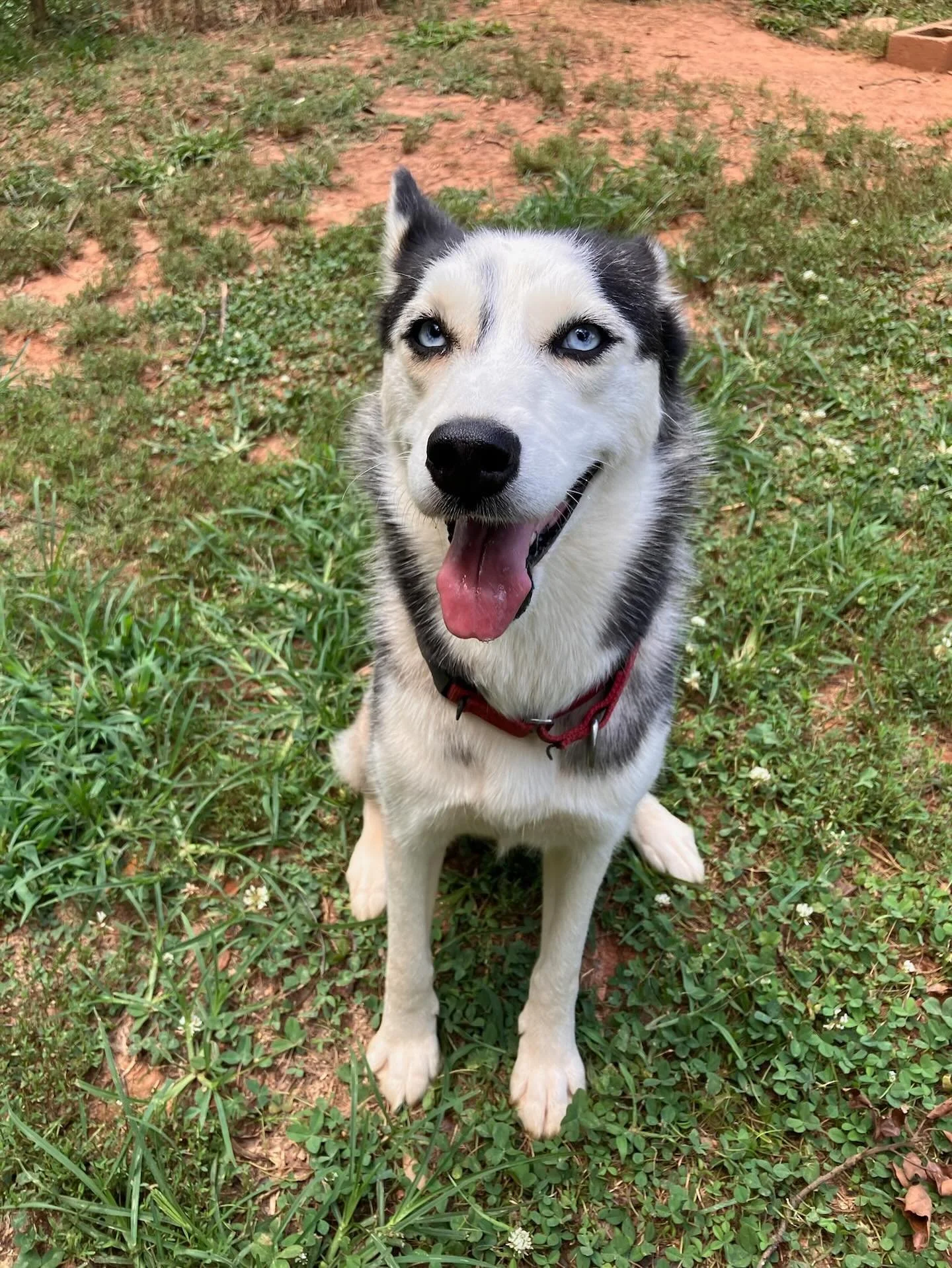 Meet Debbie!🌟

Debbie is an adorable 2 year old husky who wants to find her forever home! She is roughly 35-40 lbs and is full grown. She is very friendly when meeting new people and other dogs her size (she can be a little weird with small dogs). W