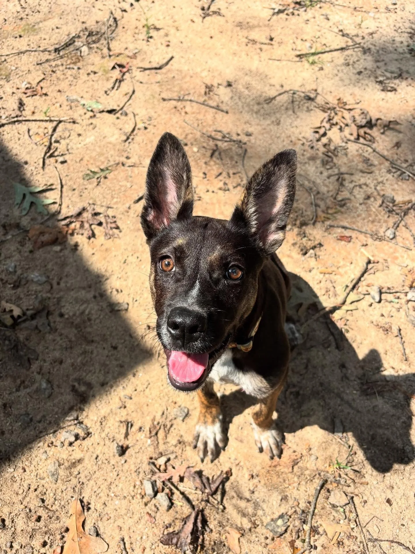 ✨ Meet Kalili ✨
This 7-month-old Blue Heeler mix has been with us for seven weeks, and we&rsquo;re completely smitten. With her &ldquo;radar ears&rdquo; standing tall, she&rsquo;s an absolute show-stopper! 🥹

Kalili came to us after surviving an att