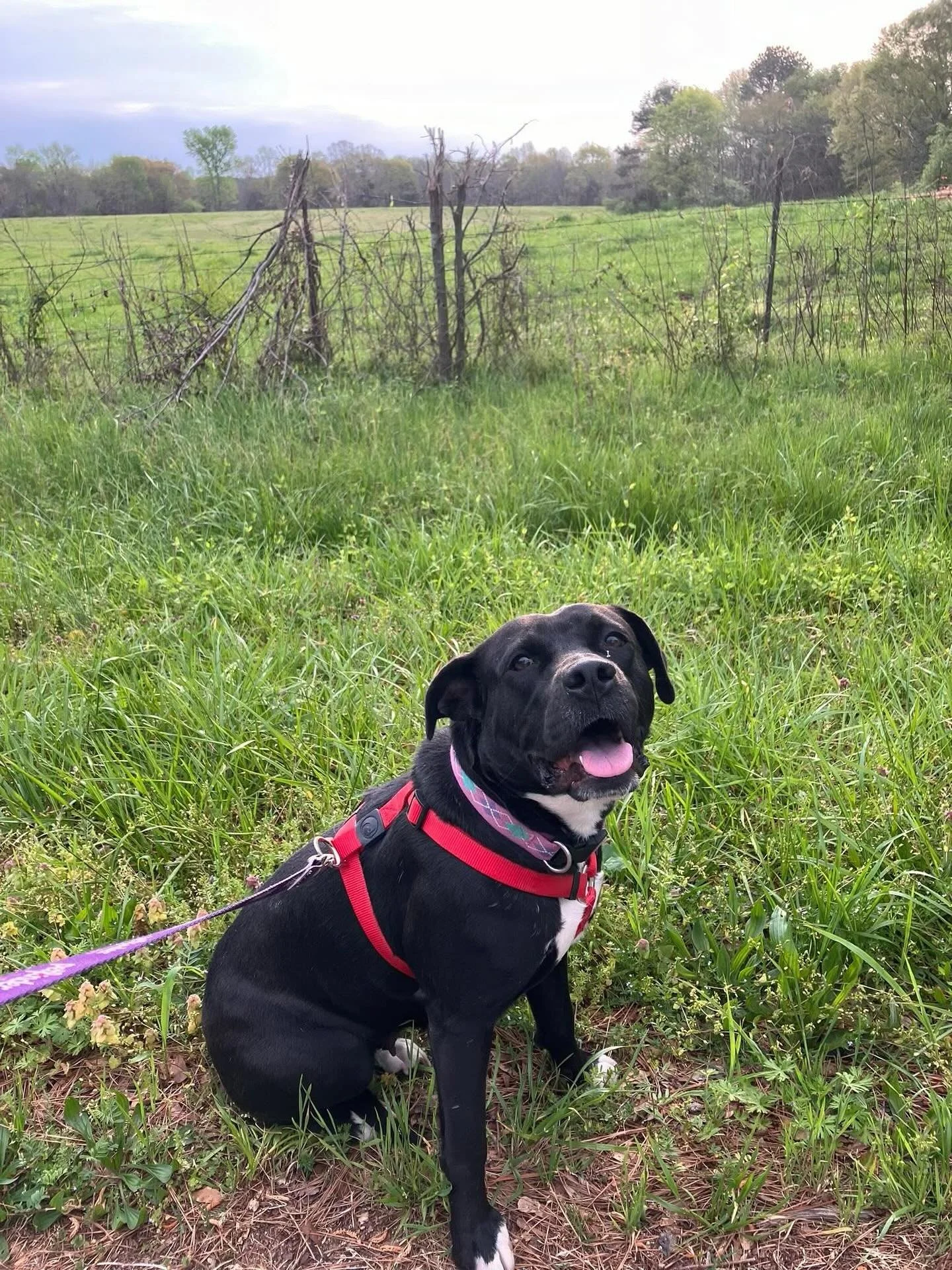 Meet Akuna🩷
 a beautiful soul who’s been waiting over a year for her forever home. 🥺
When Akuna first meets someone new, she’s cautious — she’s learned to take her time trusting people. However, once she knows you’re