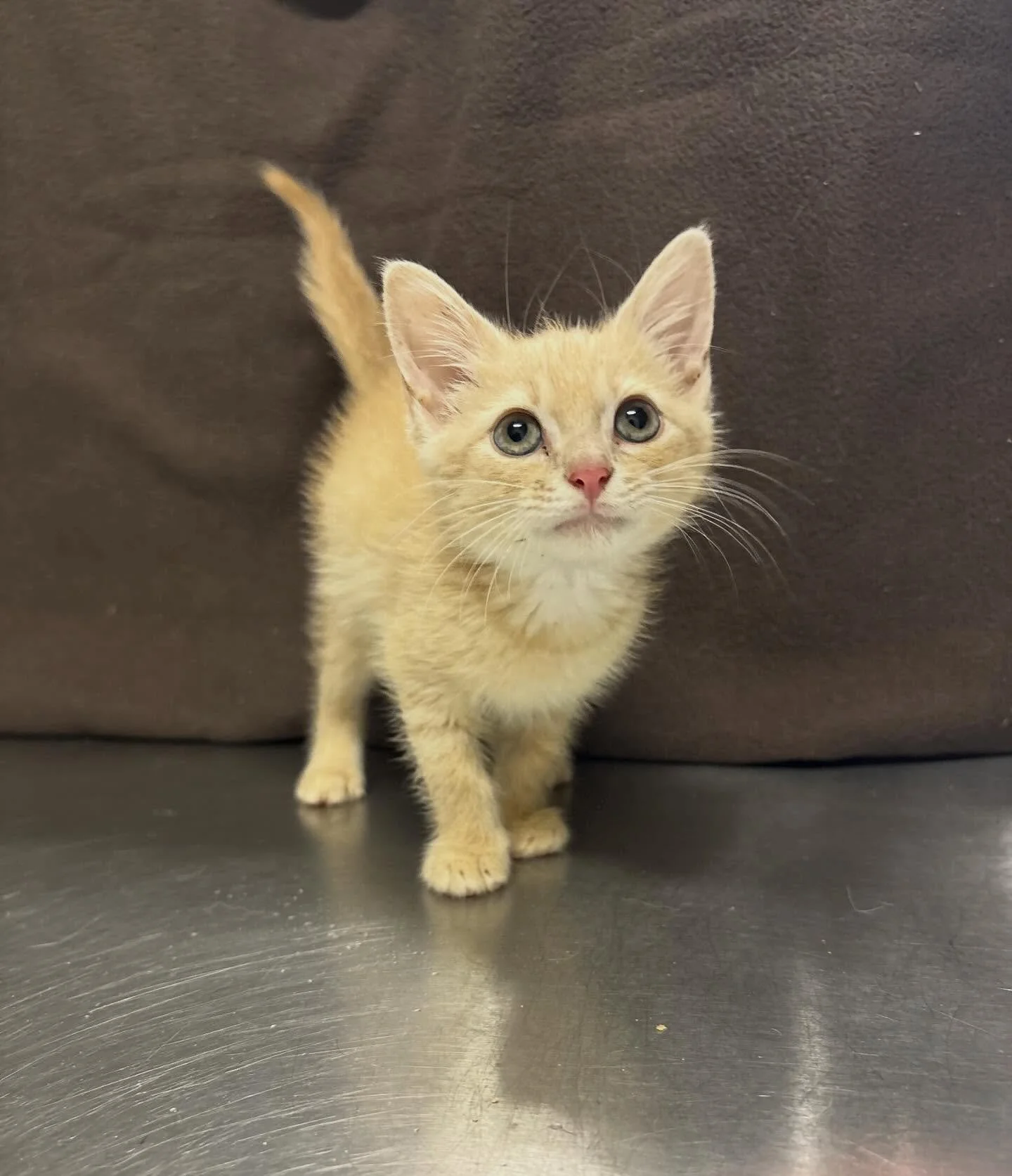 Meet Marvin! 🧡
This little orange cutie is still just a baby, but he&rsquo;s already stealing hearts! Marvin loves to be as close as he can get to you. He adores attention and affection. 

He&rsquo;s not neutered just yet, but will be ready to go to