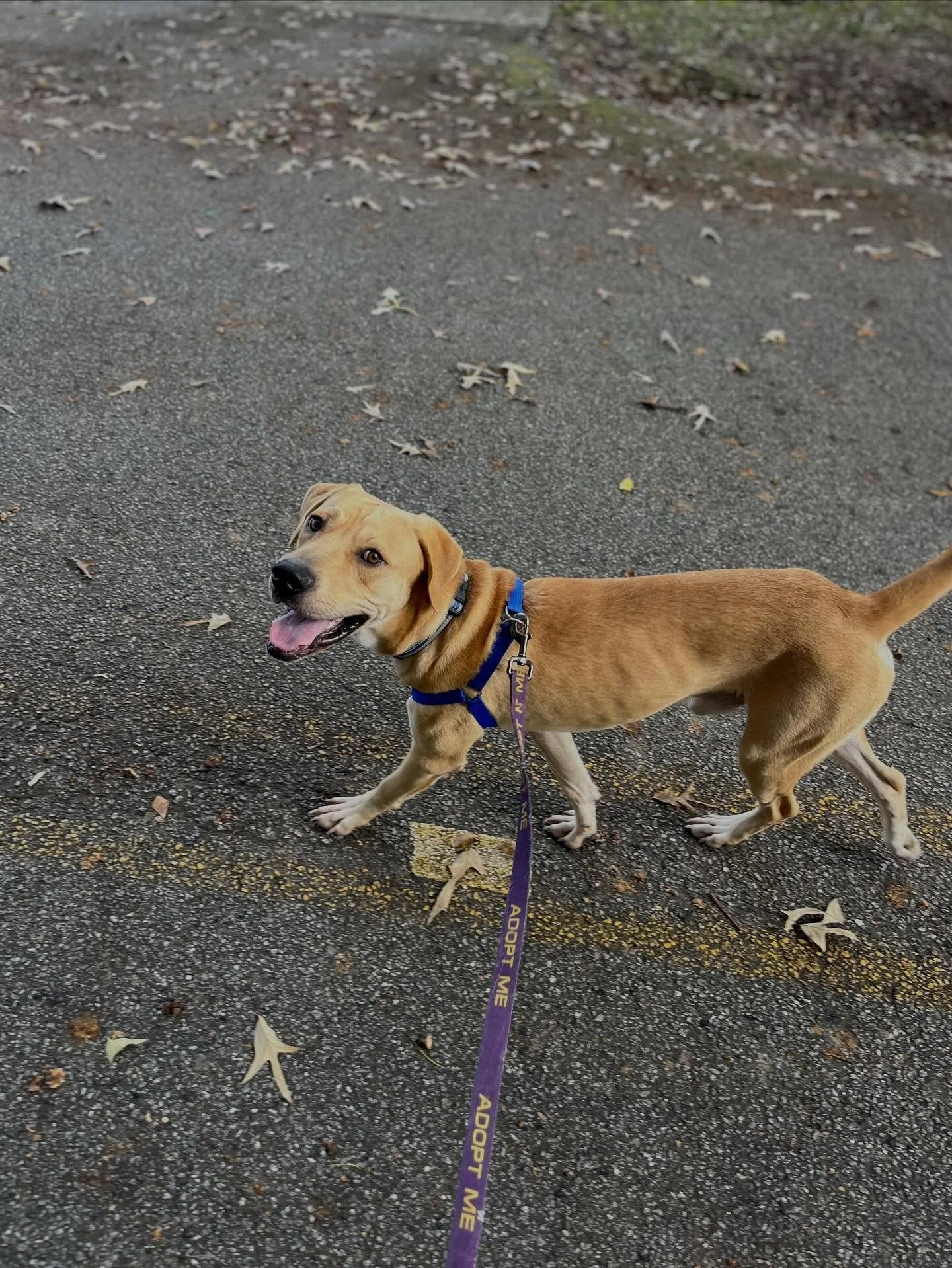 🐾 Meet Huck! 🐾

This handsome 8-month-old Yellow Lab is ready to find his forever family! 💛

Huck is the perfect mix of playful and sweet. He&rsquo;s still a puppy and is growing, learning, and figuring out the world around him &mdash; but he&rsqu