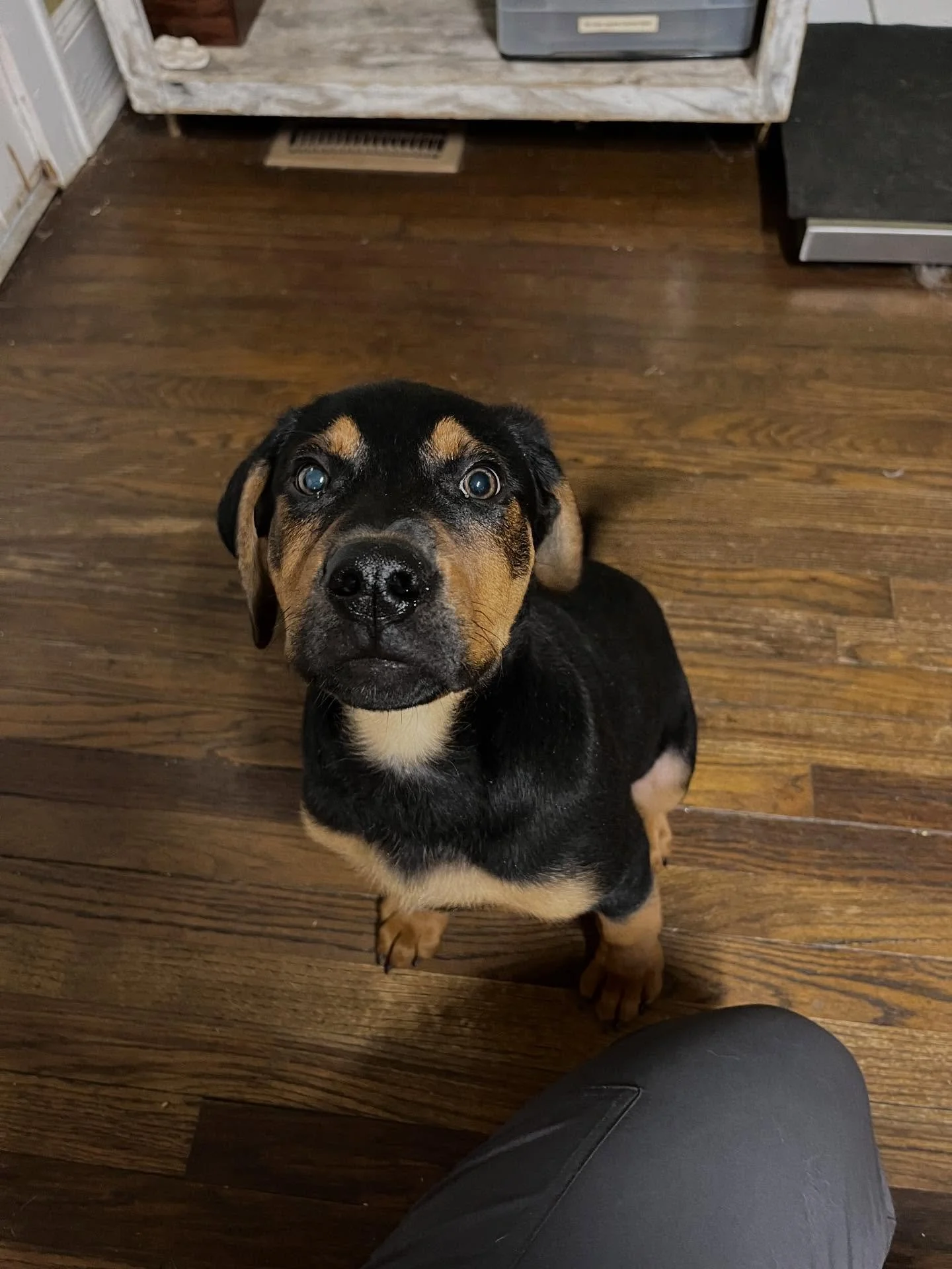 This sweet baby showed up today. If this puppy belongs to you please give us a call at 706-548-2233!! 🐾