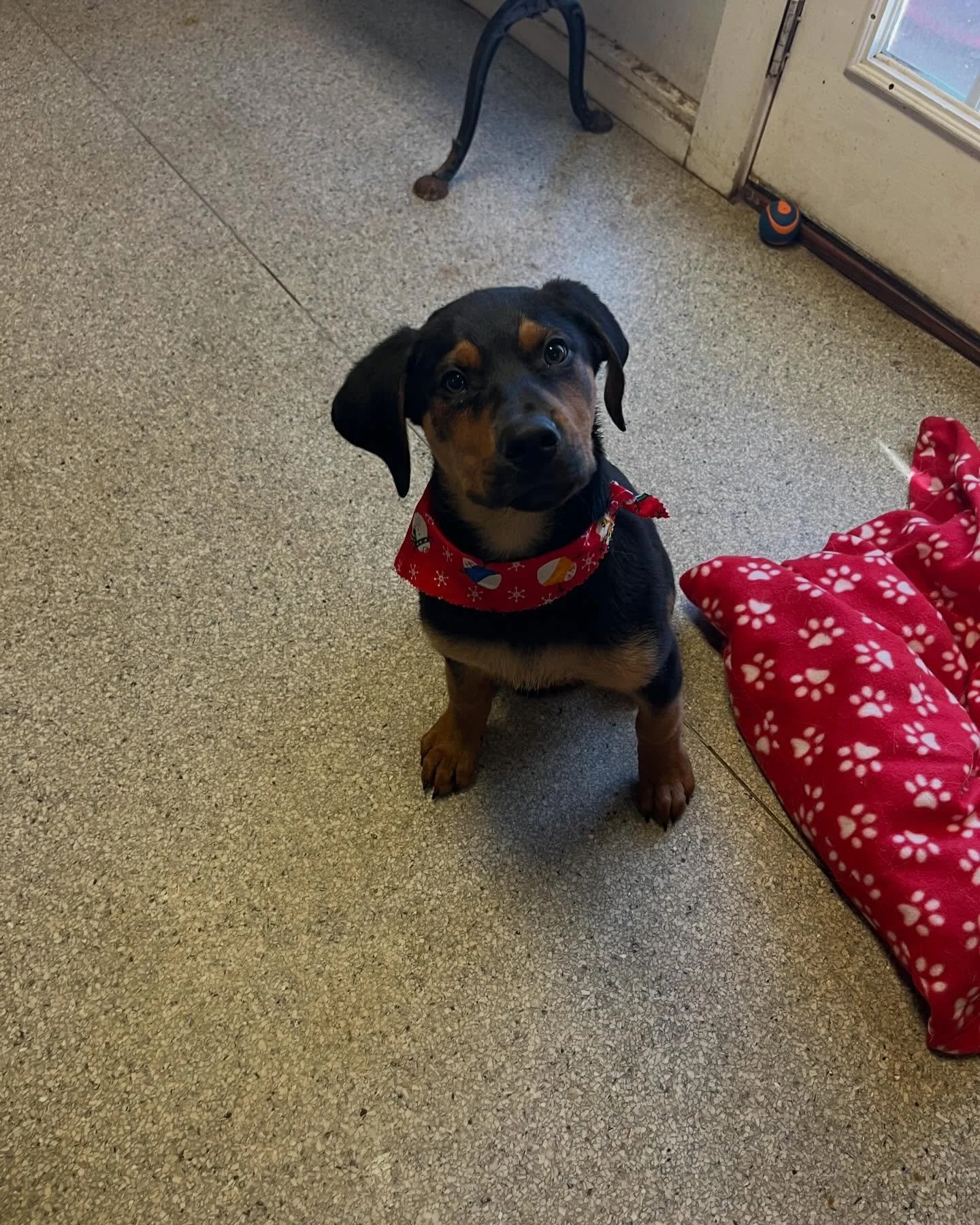 Meet Hudson!!🐾🐶🐾

This 5-month-old Rottweiler mix is the perfect blend of playful energy and snuggly sweetness. Always ready for a game or adventure, but just as happy curling up for love afterward. Still a puppy, so training is in progress &mdash