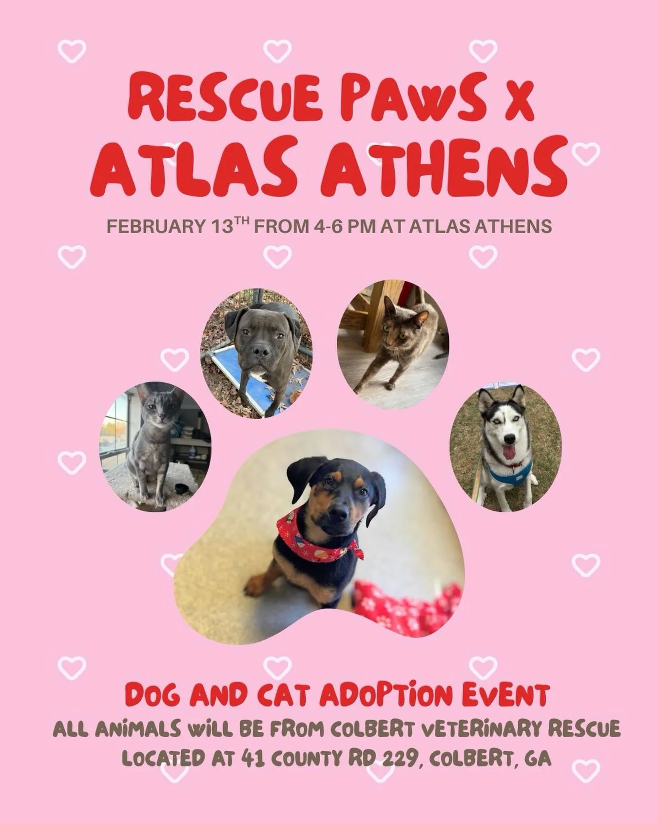Join us along with @rescuepawsuga next Friday on the lawn at Atlas Athens! We will be bringing some of our adoptable cats and dogs in the hopes of finding their forever homes🐶
Adoptable pets featured in the above photo:
Grey, domestic short hair cat
