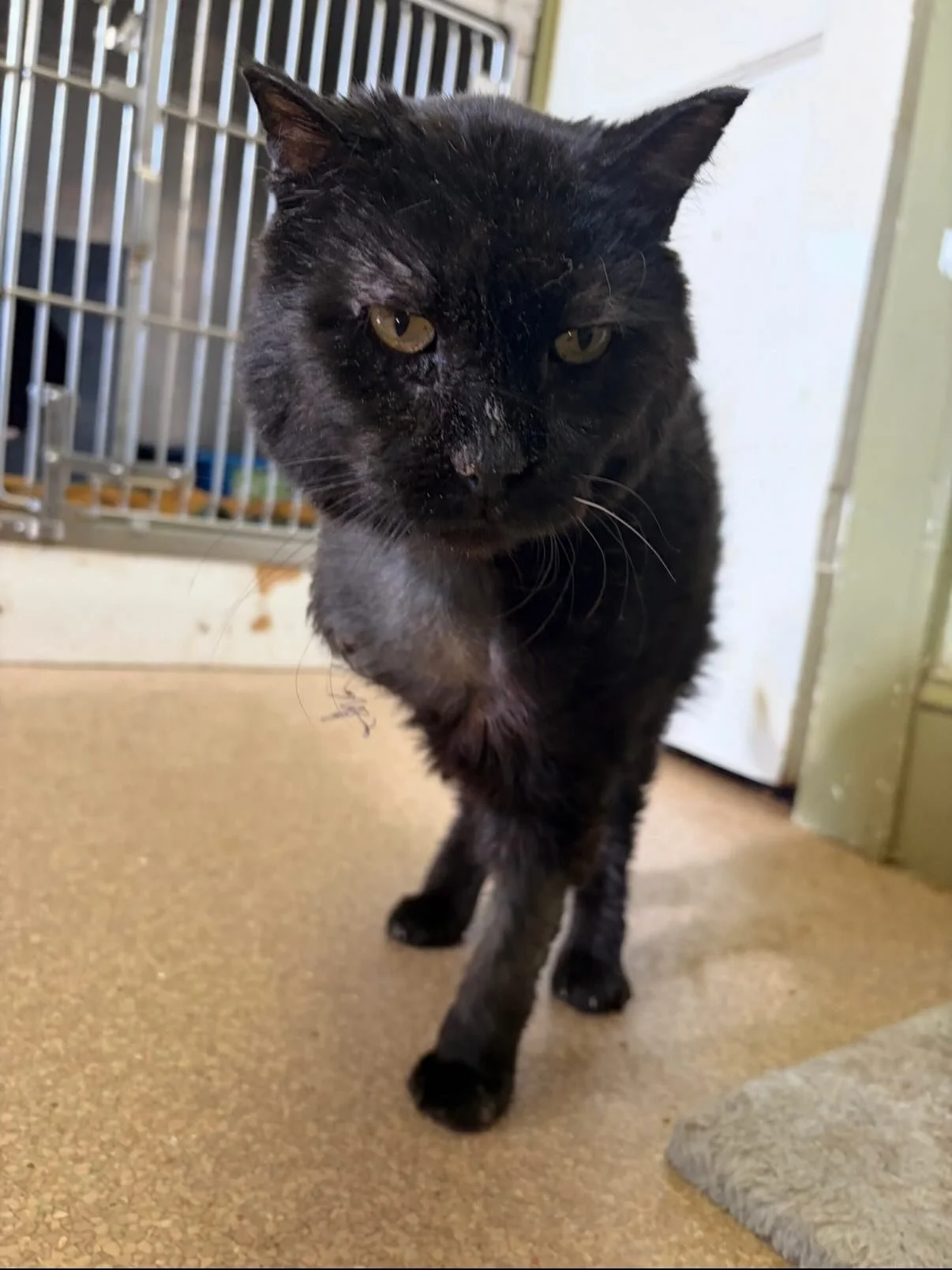 Senior Sunday 🐾 ❤️ 

Meet Hal! This adorable man is around 10 years old and is everyone&rsquo;s favorite tripod. He came to CVRS from a campground where he showed up as a stray. He was their mascot and got along great with the campers! Sadly, he was