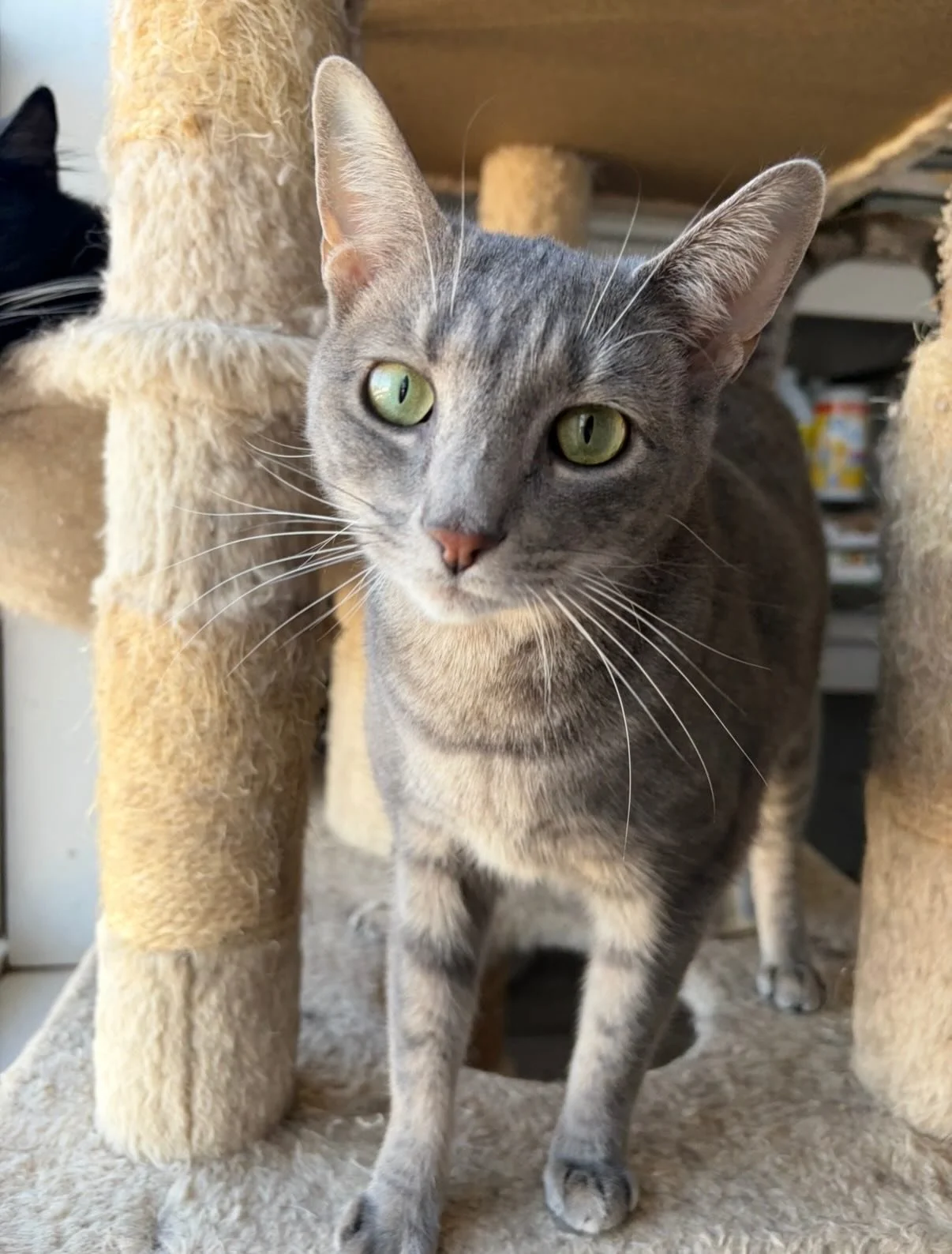May😋
Miss May has been a resident with us since she was a kitten. She came in with two other cats: Fern (now Chloe) and Cricket. May loves the cat tree and toys, but she loves attention even more. She is the kind of cat to be with you at all times. 