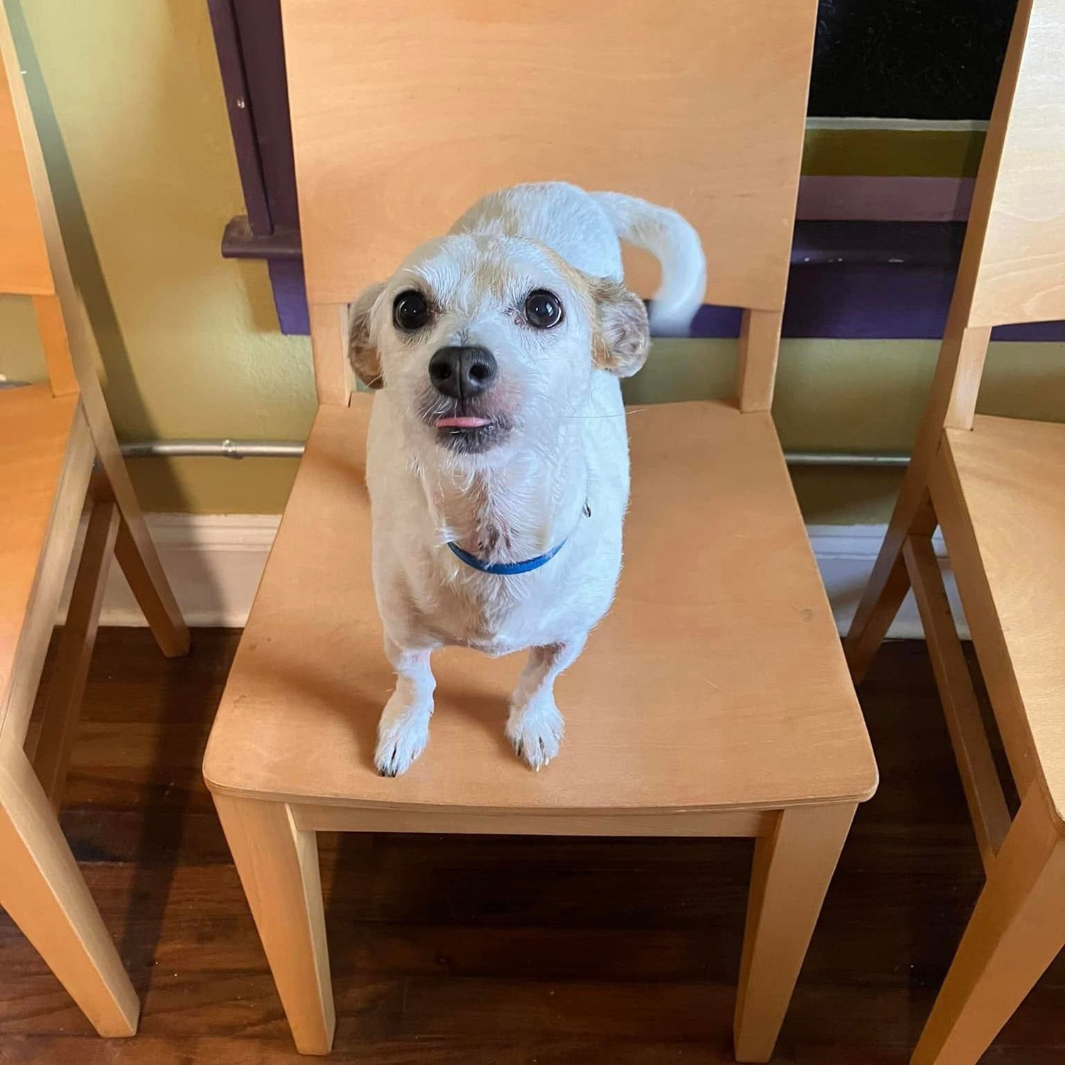 Specials Needs Pablo Escobark Colbert Veterinary Rescue Services