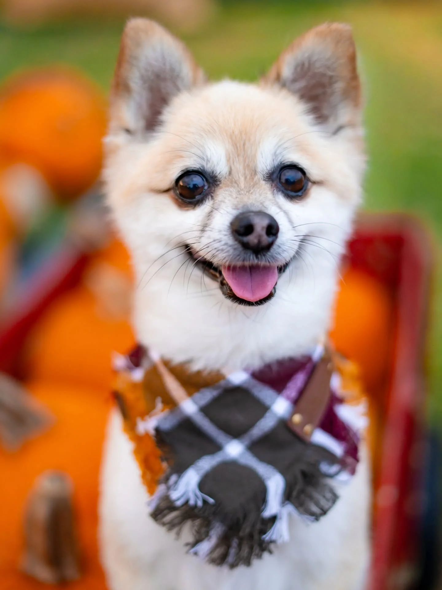 My little boy never misses. EAT, MY LITTLE KING 😎👑🍂🍁

#FerrallsPhotography #Photograph #Photographer #Photography #Photoshoot #PhotoshootSession #FamilySession #FamilySessionPhotographer #SouthFloridaPhotographer #GoldenHour #FallMiniSessions #Fa