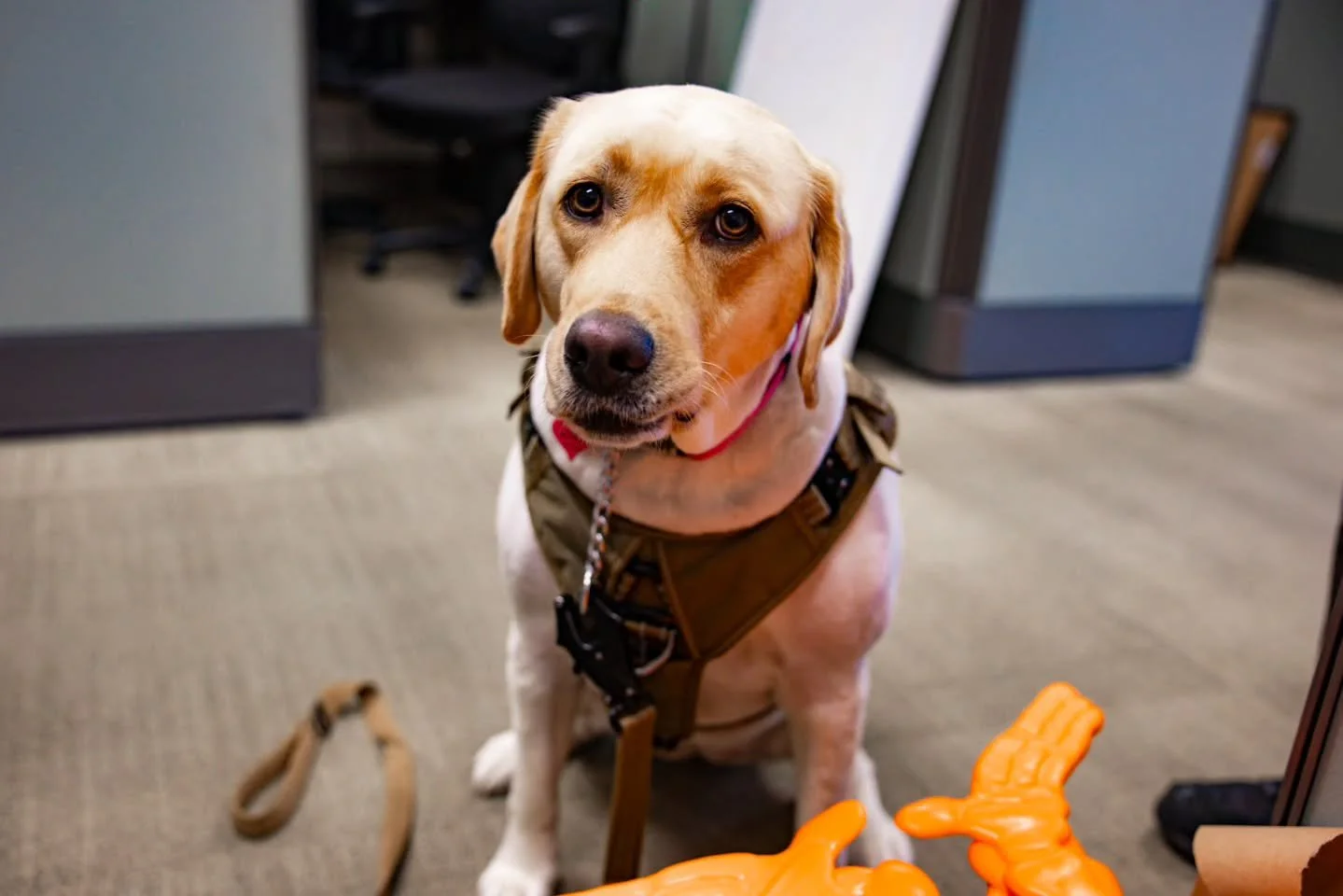 The Life of a MDPD Therapy Dog 🧡💚🐾

#FerrallsPhotography #Photograph #Photographer #Photography #Photoshoot #PhotoSession  #SouthFloridaPhotographer #MDPD #MiamiDade #MiamiDadeCounty #MiamiDadePoliceDepartment #K9 #K9Unit #TherapyDogs #TherapyDogs