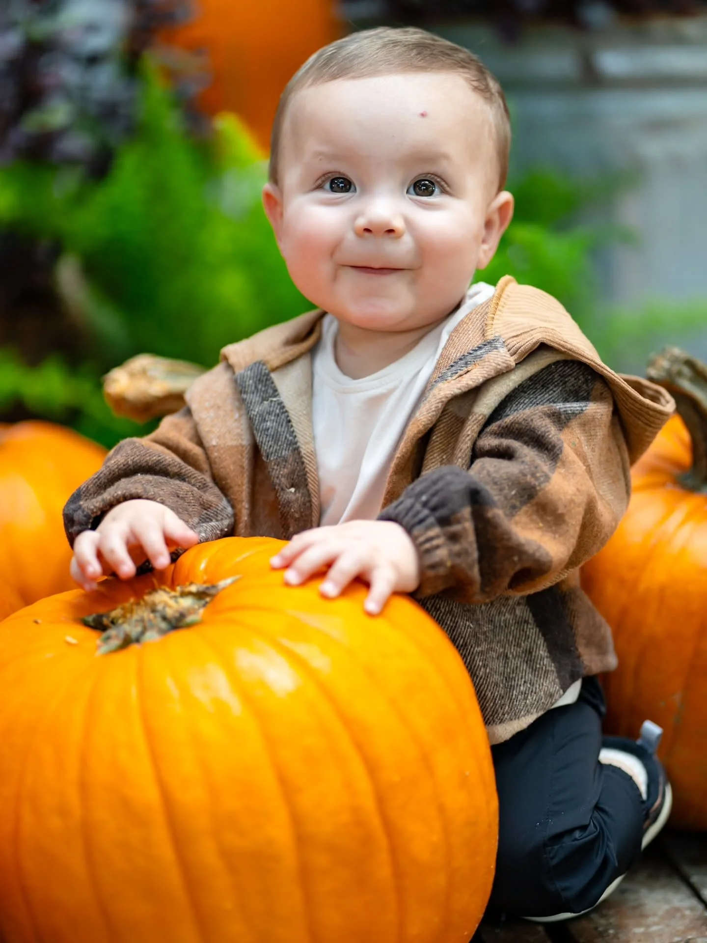 Chase 🤎🧡🌾🍁🍂

#FerrallsPhotography #Photograph #Photographer #Photography #Photoshoot #PhotoshootSession #FamilySession #FamilySessionPhotographer #SouthFloridaPhotographer #GoldenHour #FallMiniSessions #FallMinis #Fall #Autumn #Pumpkin #PumpkinP