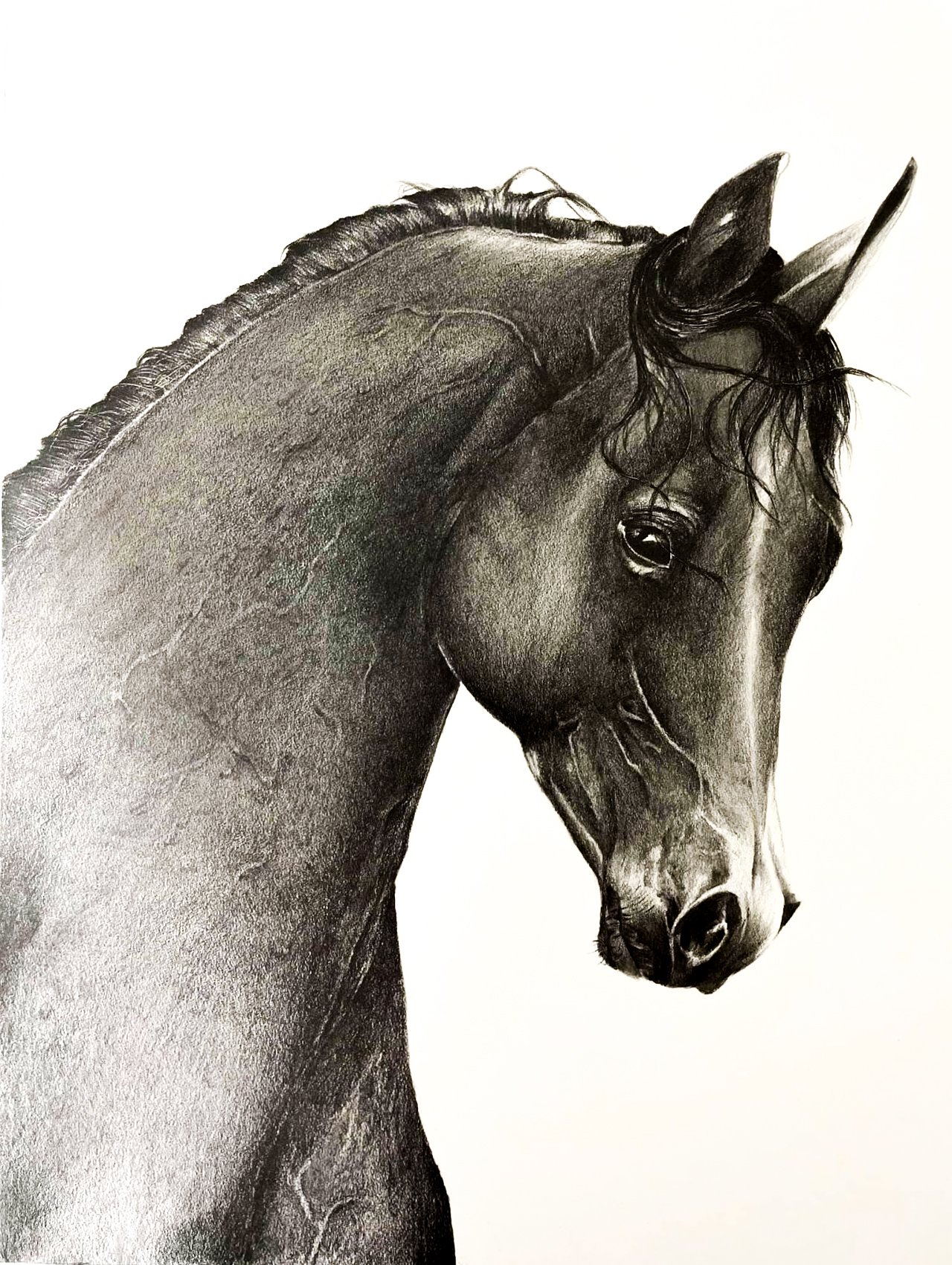 Alex Ginard art - horse drawing
