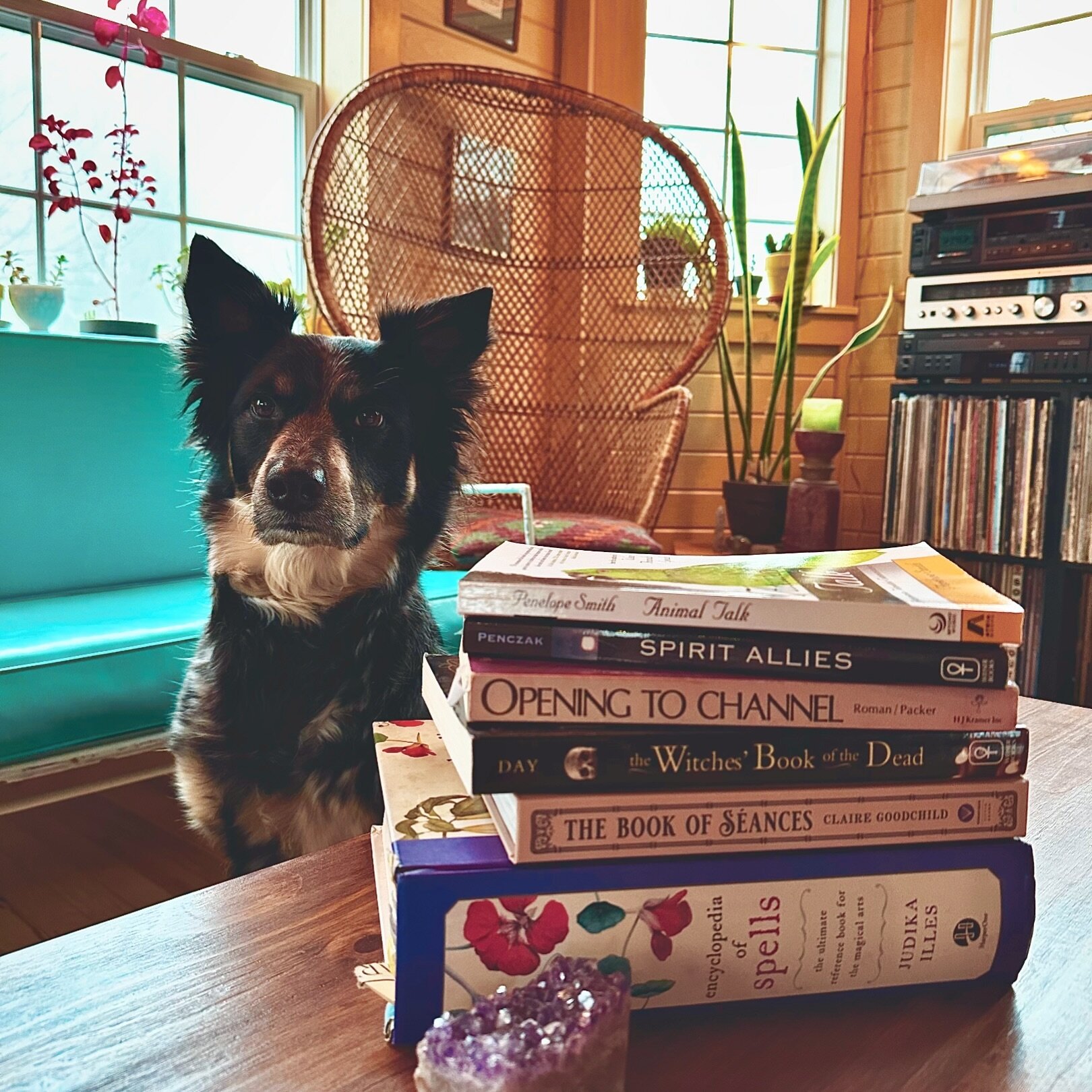 A few of my favorite books on Animal and Spirit Communication✨📚

🦜Animal Talk by Penelope Smith - interspecies telepathic communicator Penelope Smith is a major inspiration and one of the folks who helped to bring awareness to the power of animal c