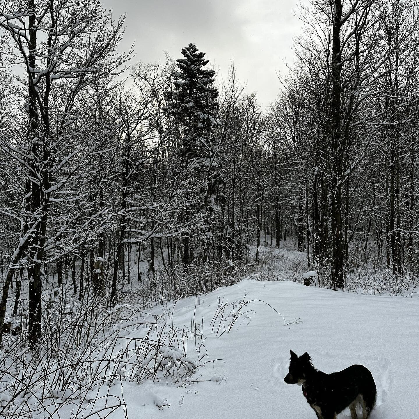 Blessed Ostara! It doesn&rsquo;t look like spring up here on the mountain, but I&rsquo;m feeling the balance of light and dark, and a welcomed renewal of energy to sow the seeds that will nurture our magick for the upcoming seasons. Wishing you all a