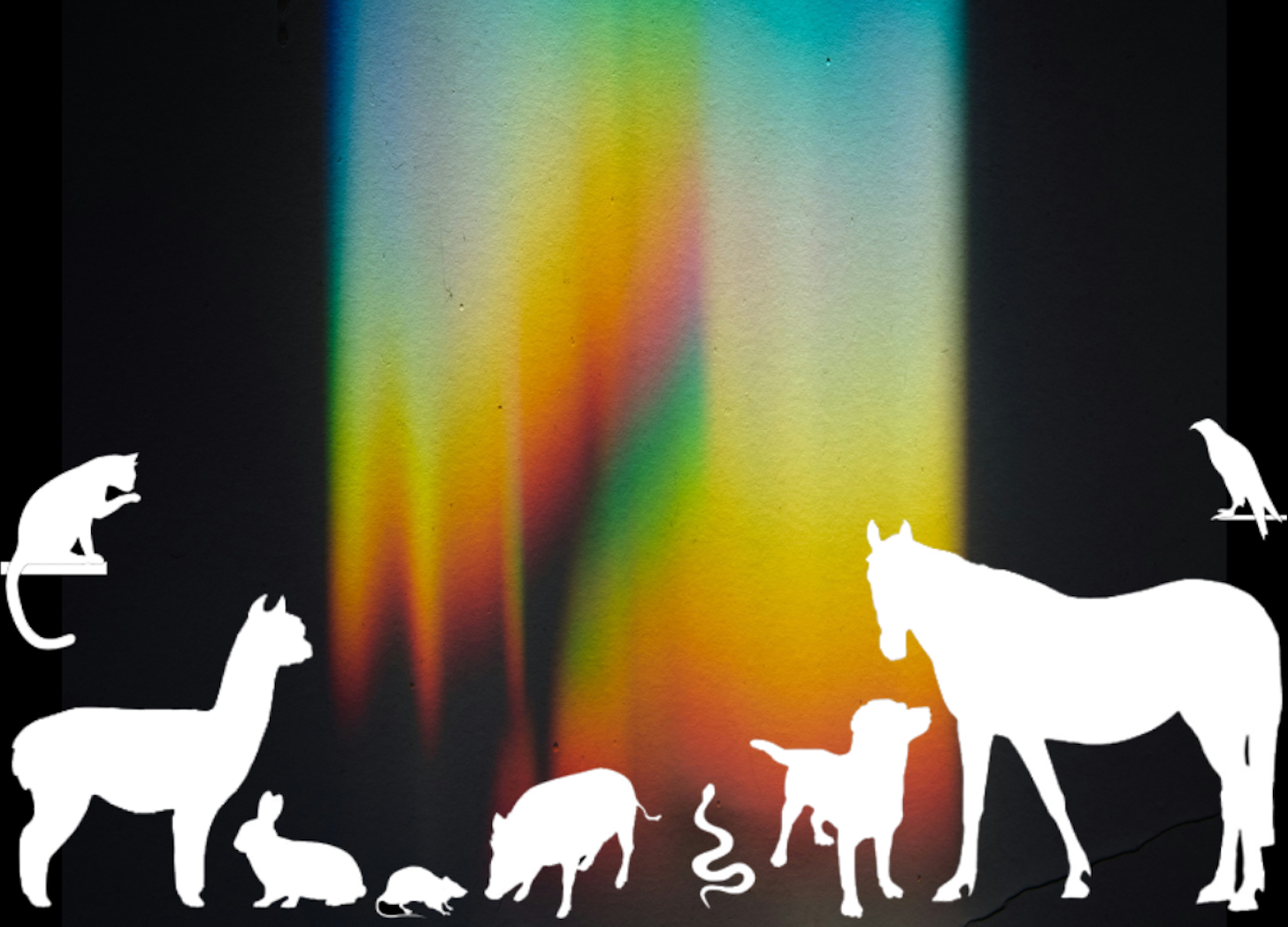 Connecting with Your Animal in Spirit 🤍🪶