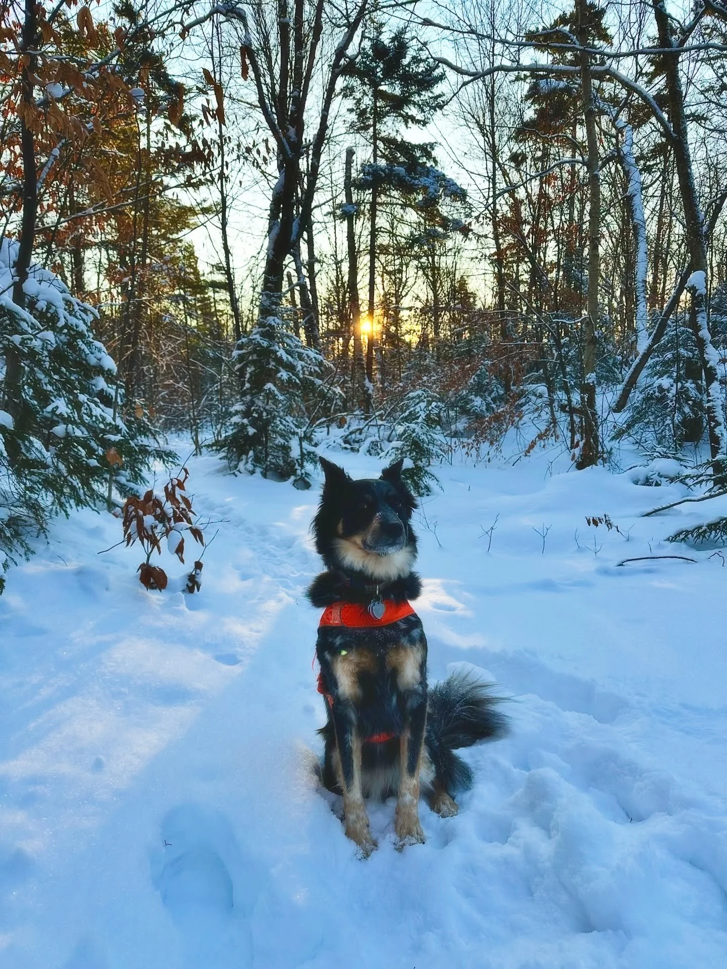Happy Solstice and Merry Yule! Today we&rsquo;re sending gratitude to the darkness and toasting the sun 🌞 

Check out my Substack for a fun ritual to celebrate the return of the sun with your animal friend 🐾🫖

Sending many blessings to you all!