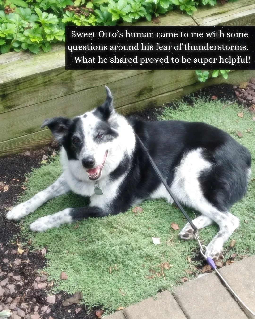 Hoping Otto&rsquo;s thunderstorm tip 🌩️ can help other animals out there!

Otto shared that when a thunderstorm happens, he feels the energy of the electromagnetic current - that is actually what makes him uncomfortable, more so than the booming sou