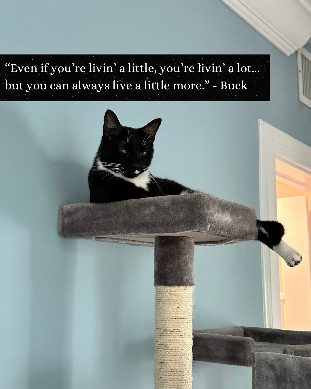 Buck reminds us to be grateful, and that even in - or especially in - difficult times, we could all use more joyful moments; moments that truly make us feel alive.

In times like these it can feel wrong or selfish to experience joy, we may even feel 