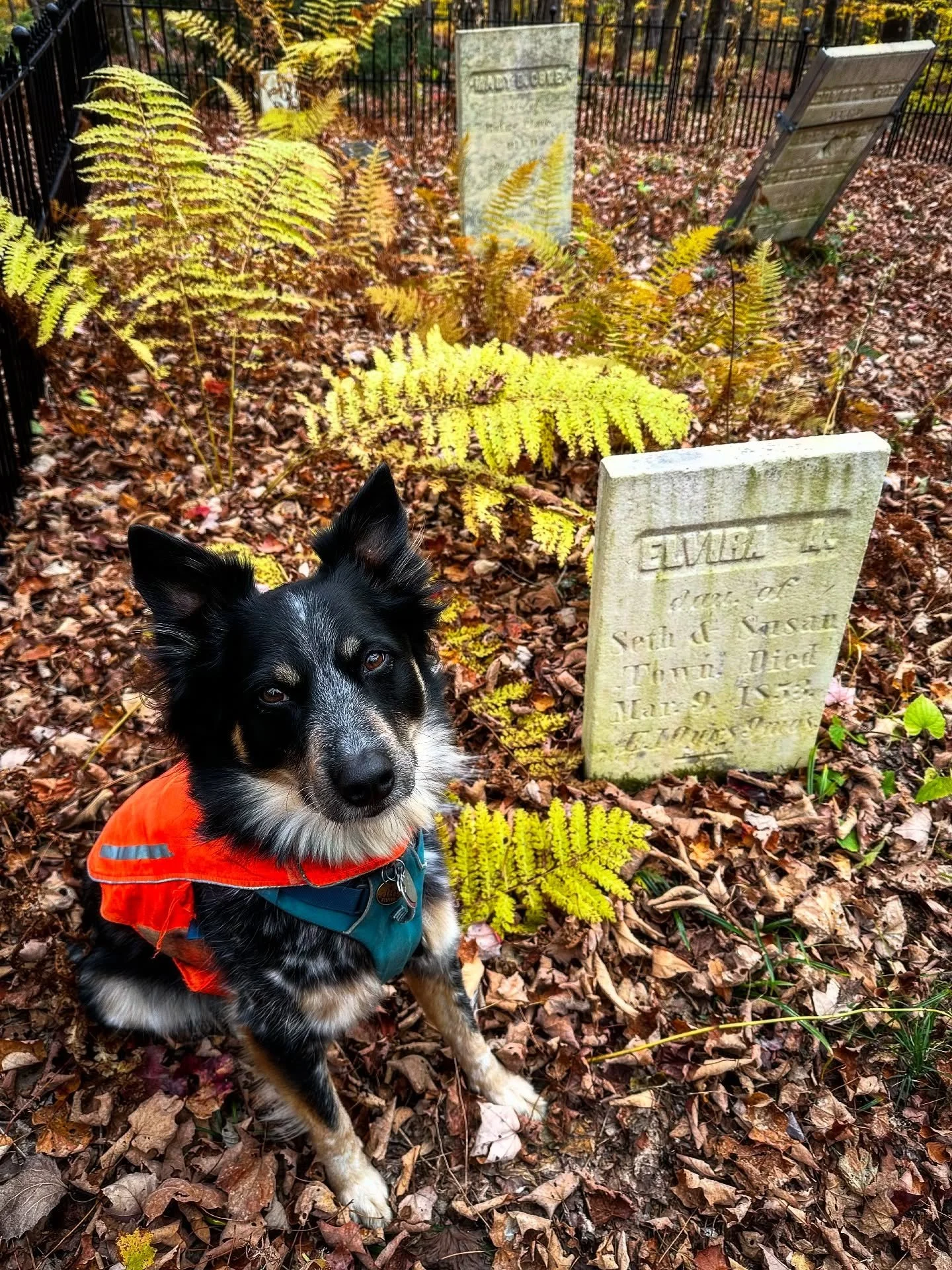 Blessed Samhain 👻🎃🦇

Today is a powerful one, our imagination lights our path and nurtures our inner children as we welcome in the spirits of the season.

To celebrate we will honor our ancestors, blood and chosen, cast spells of protection and pe