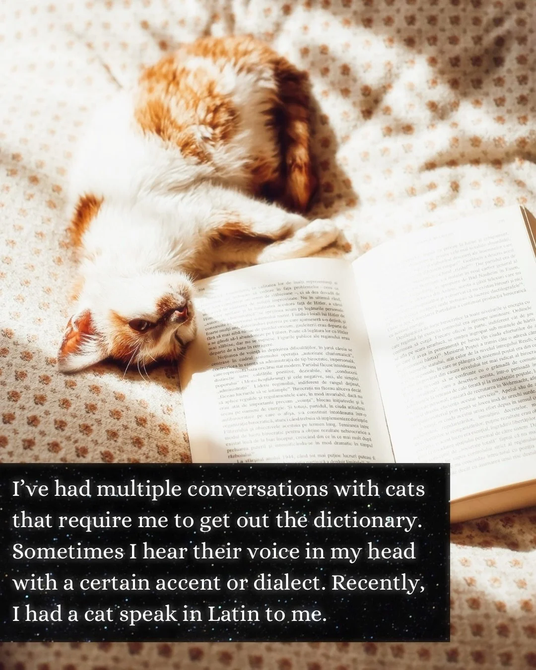 I&rsquo;ve been talking to animals all my life, but I learn something new ✨every single time✨ I connect with an animal. ✨Every single time✨ I am amazed at what the animals share with us, and frankly, that this connection is possible. I don&rsquo;t th