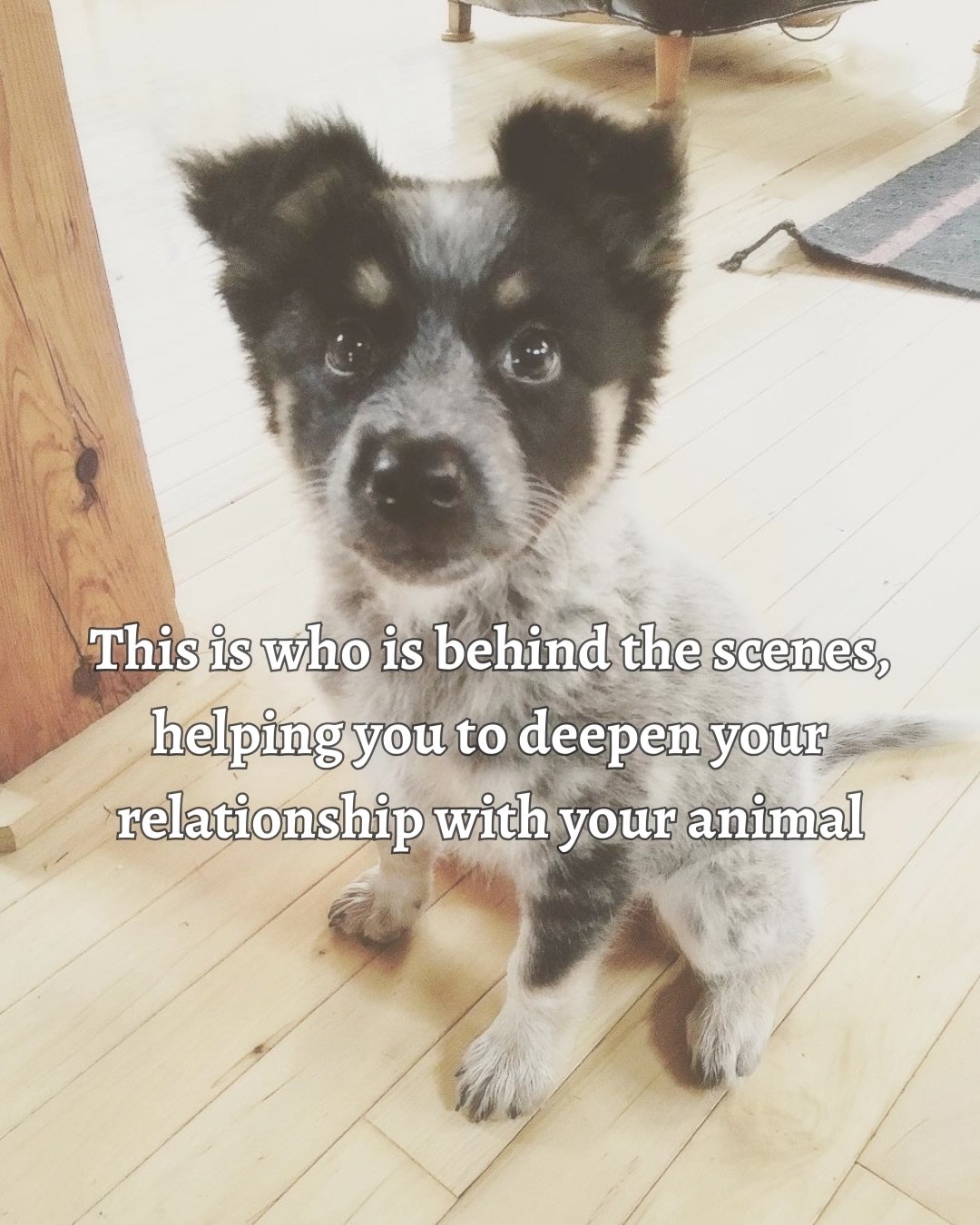 My inner child is thrilled that I still talk to animals all day. My childhood animals are thrilled to be a part of that process. Elvira&rsquo;s inner puppy, well, she&rsquo;s always been doing her thing 💜🐾