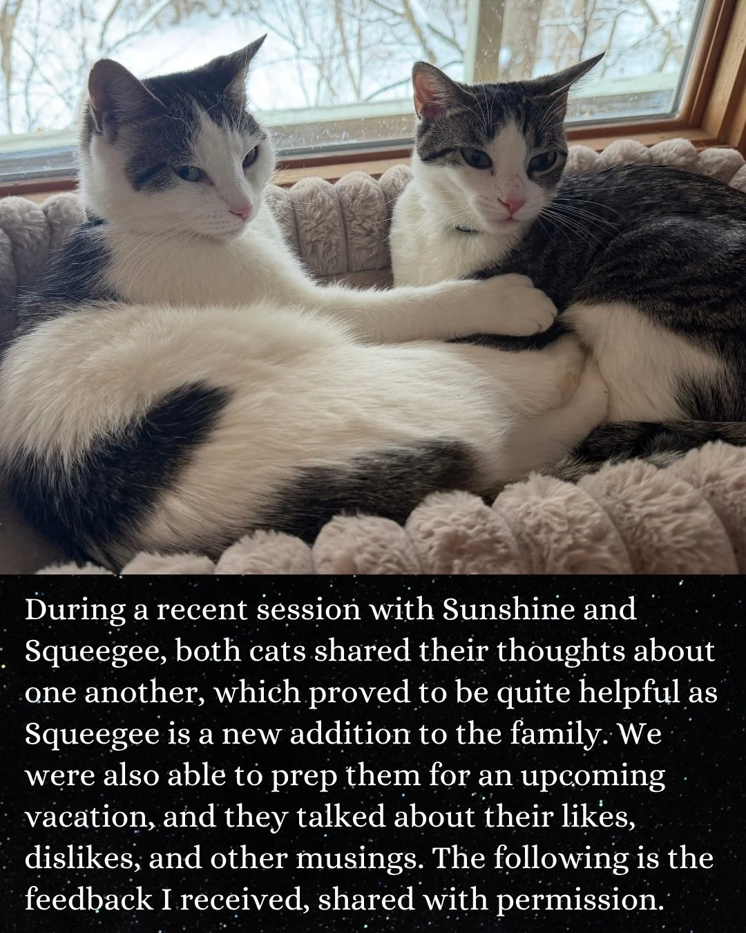 These are just a few of things that can happen in an animal communication session 🌞 

*shared here with permission 💛

A lot of folks have been reaching out about multi animal or longer sessions. I&rsquo;m always happy to customize my offerings for 