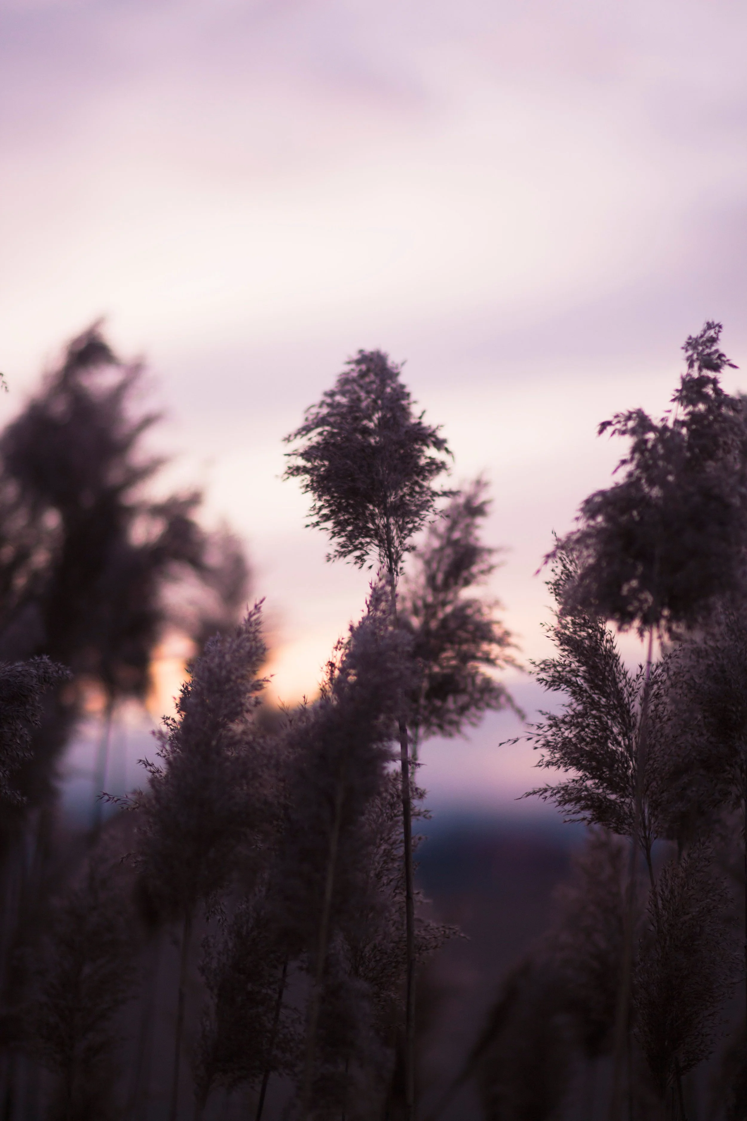 Tall grasses silhouetted against a soft pink and purple sunset