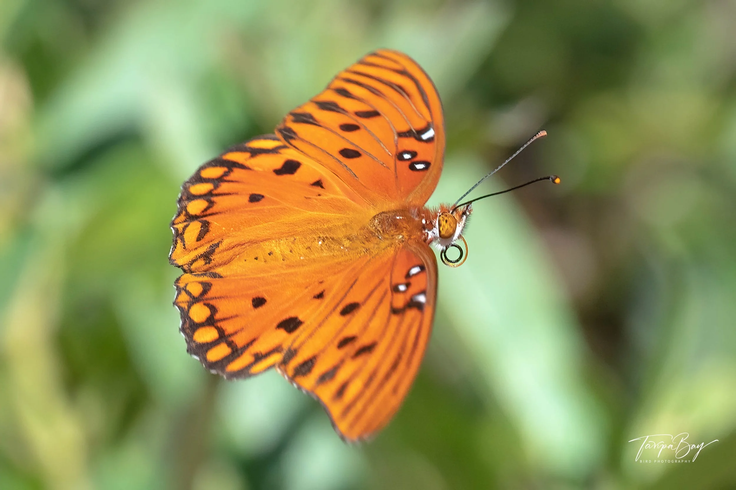 Z62_8829-Edit-7.jpg