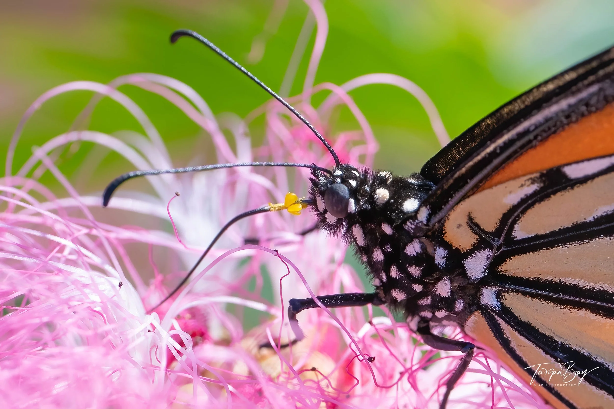 Z92_2039-Edit-2.jpg