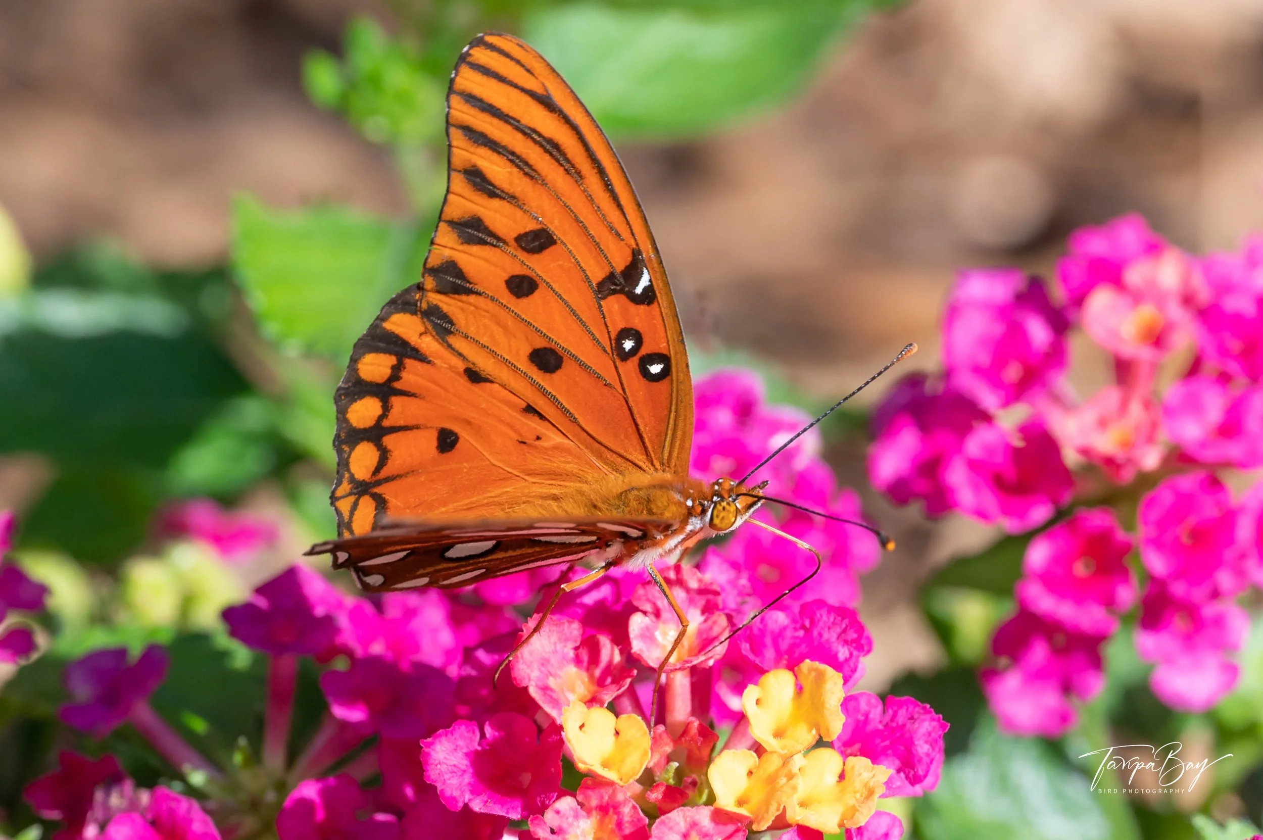 Z62_8760-1.jpg