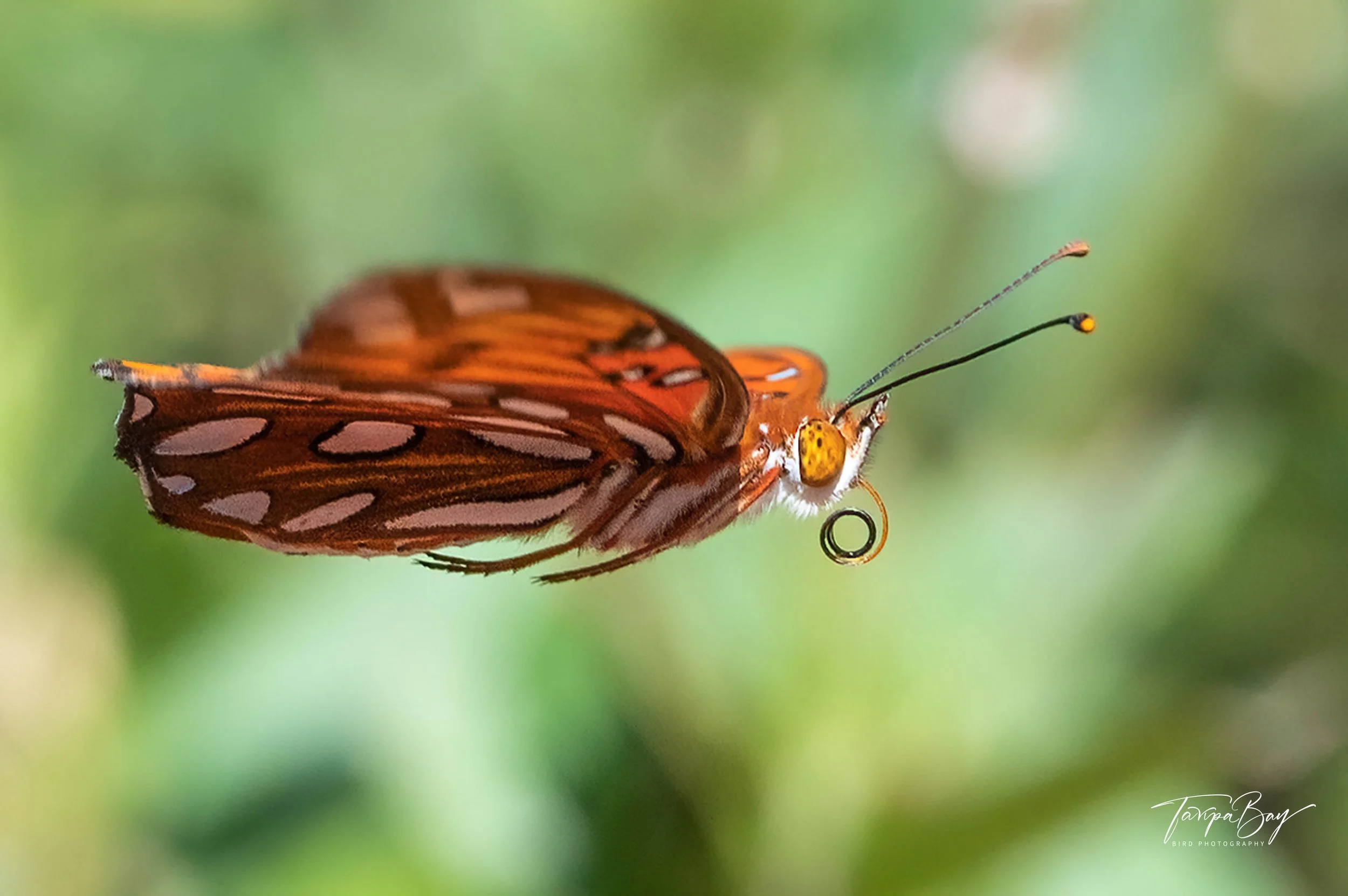 Z62_8827-Edit-6.jpg