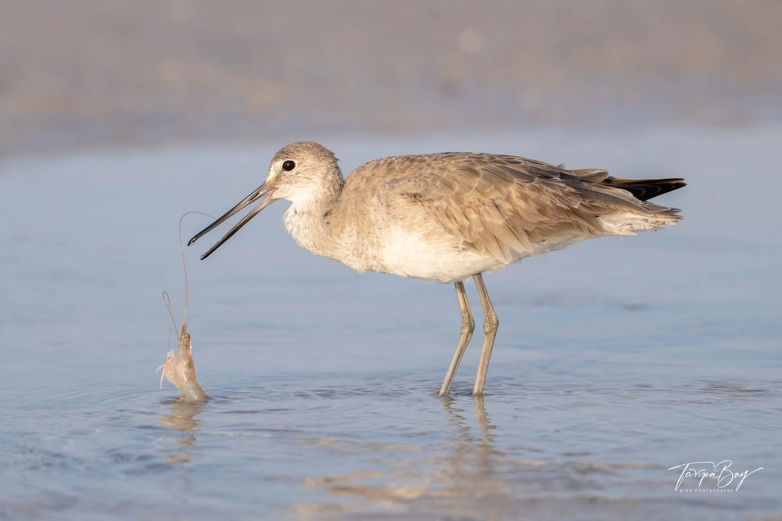 Willet eating a shrimp