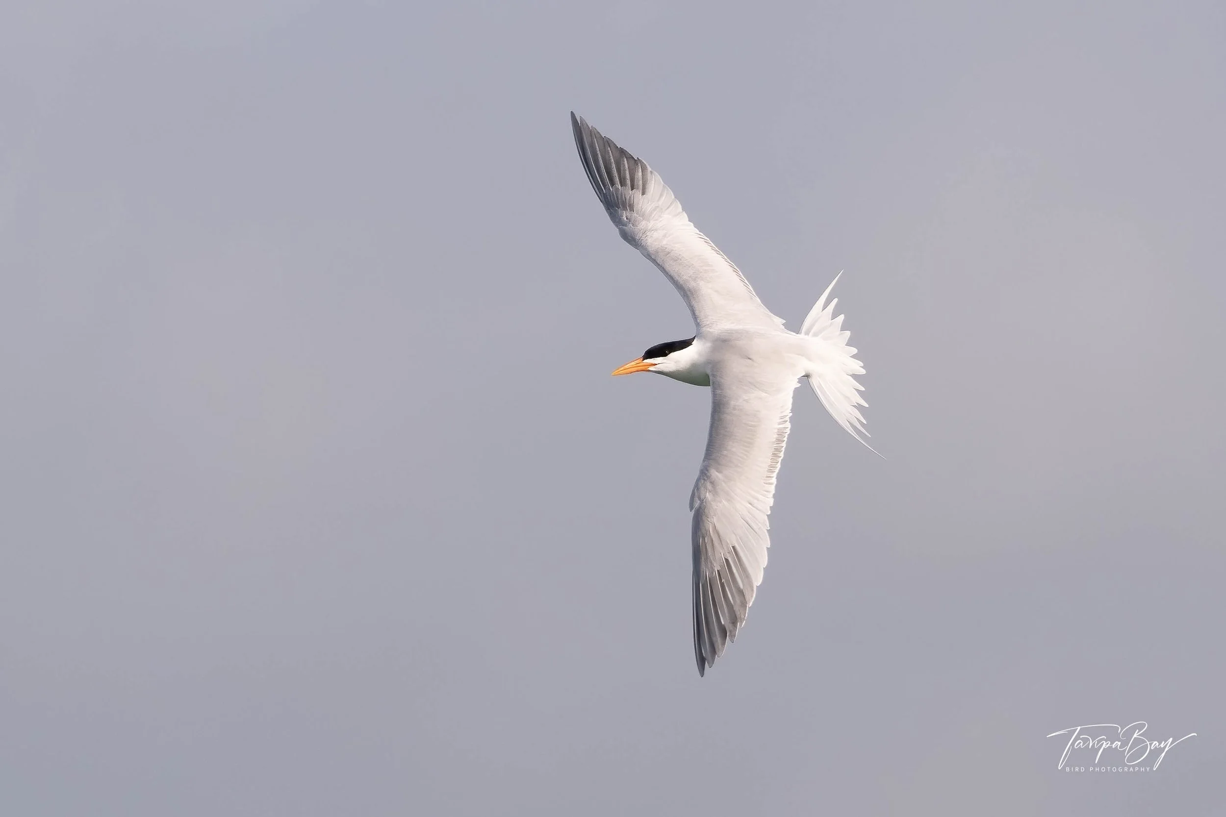 Royal Tern