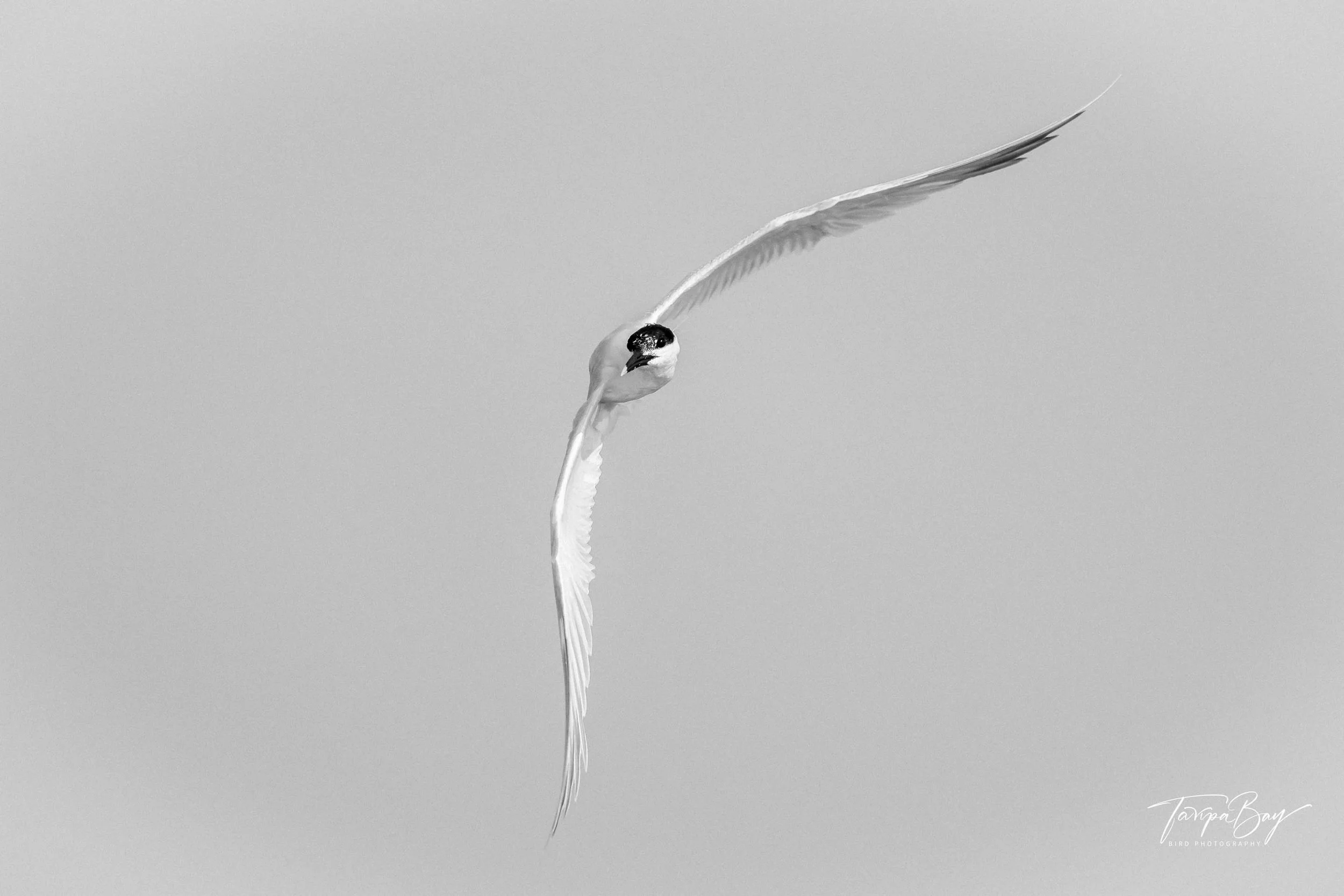 Sandwich Tern