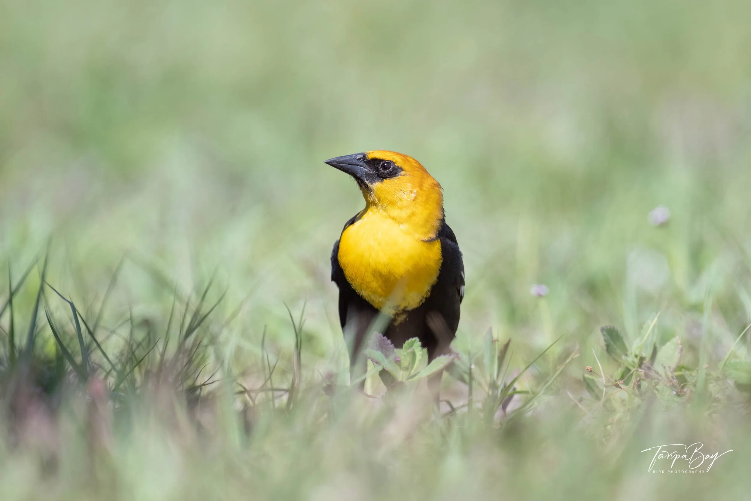 Yellow-headed Blackbird