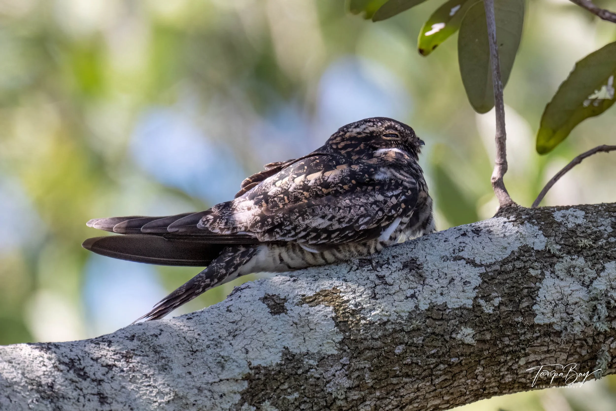 Common Nighthawk