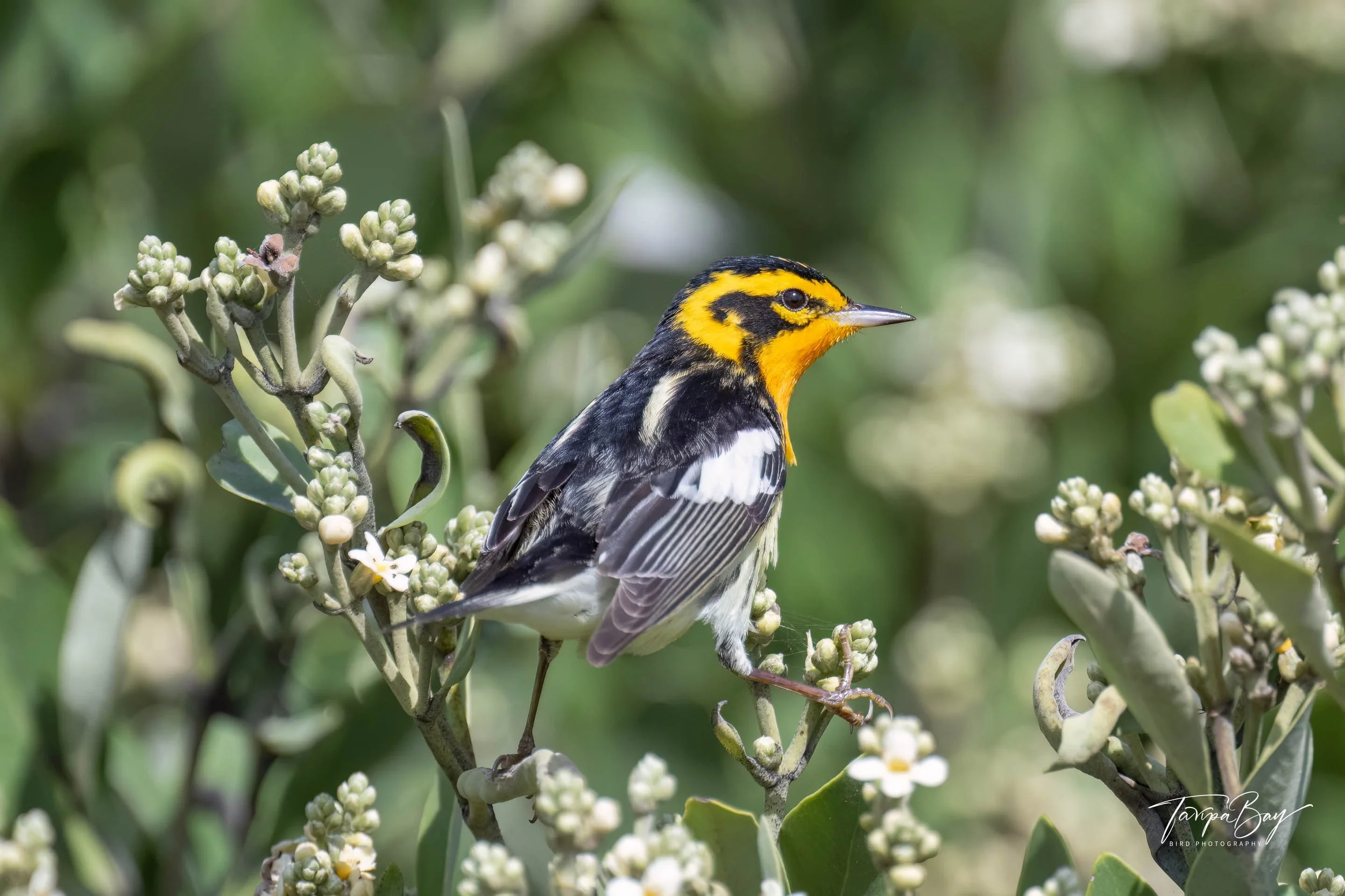Blackburnian Warbler