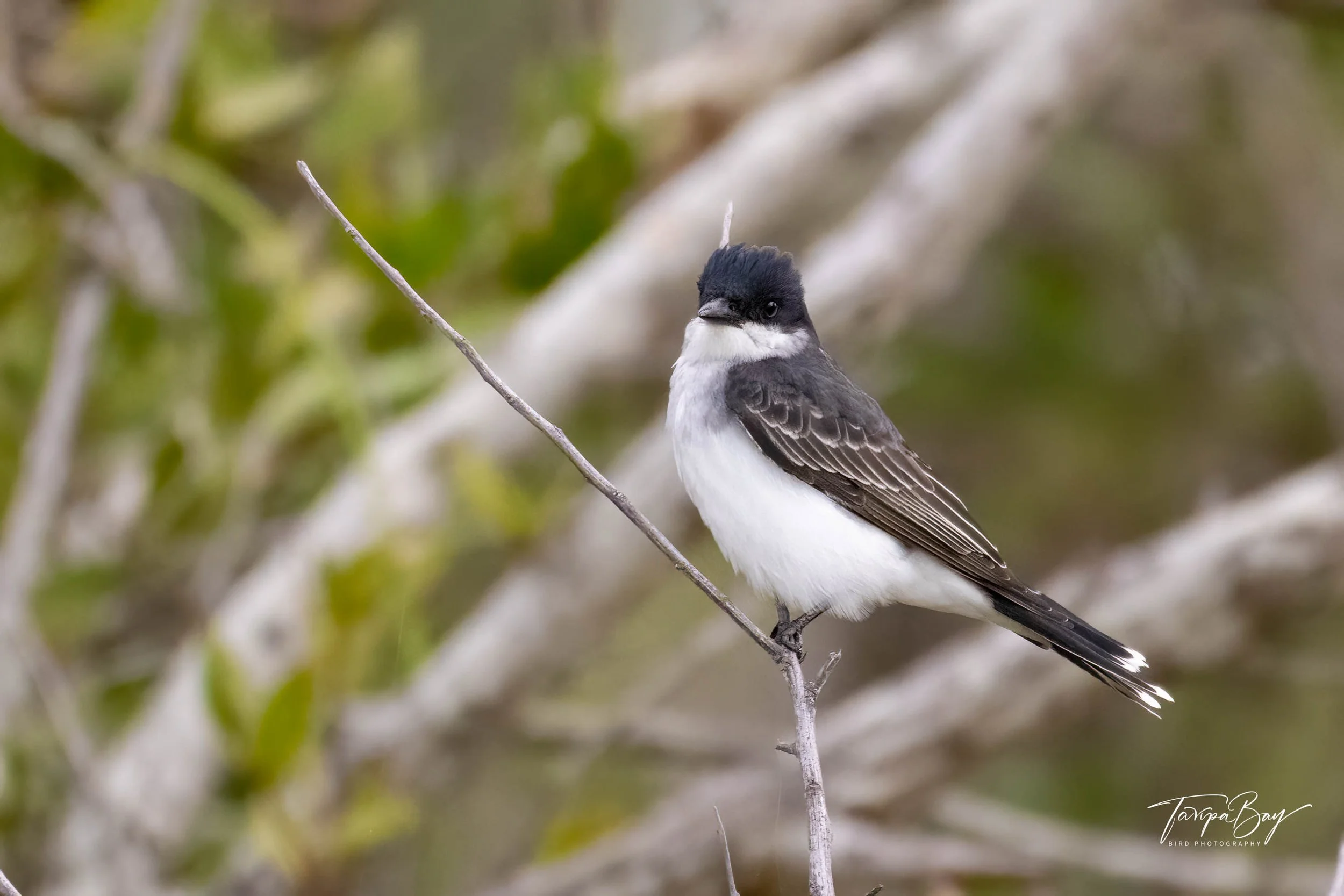 Eastern Kingbird