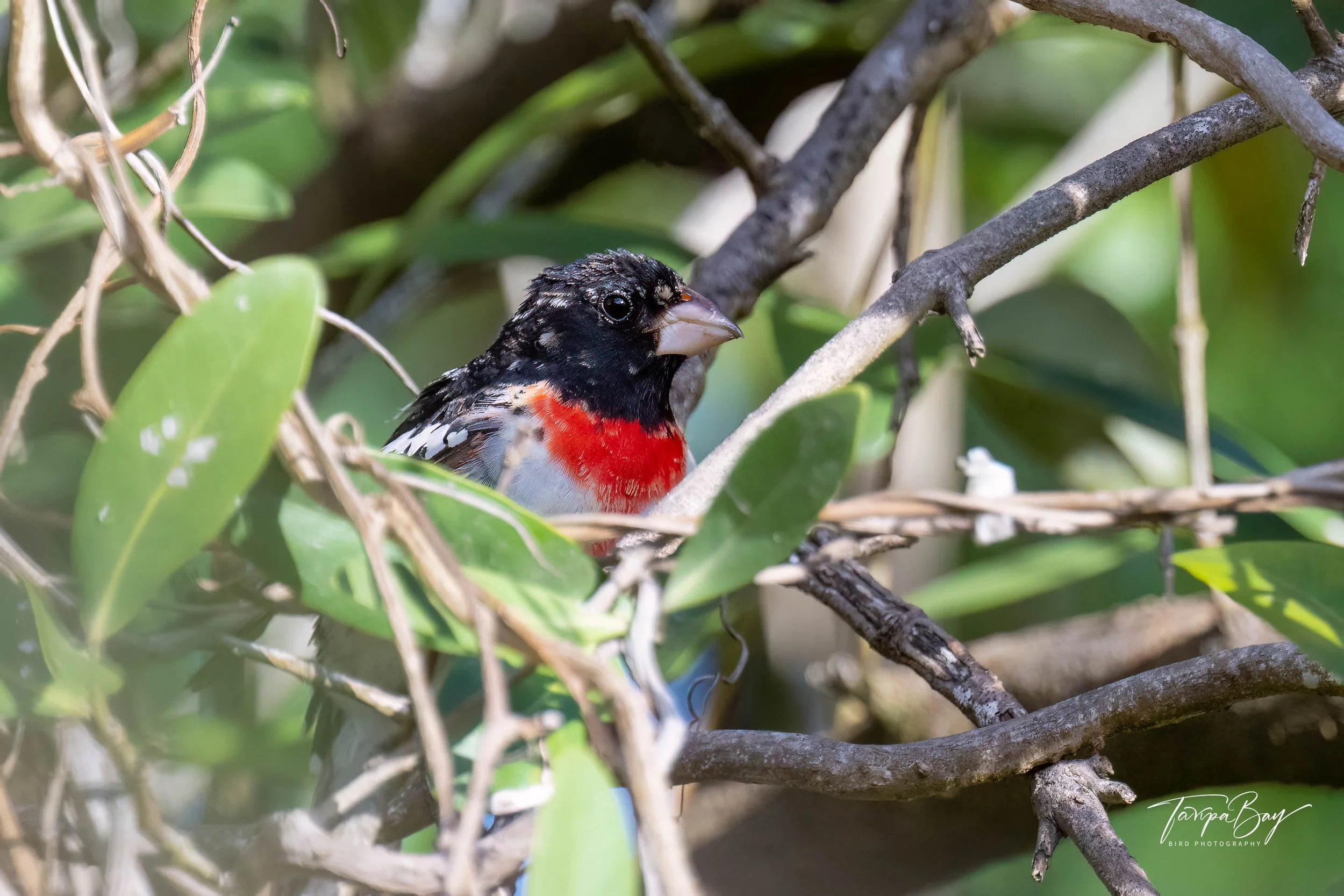 Rose-breasted Grosbeak (male)