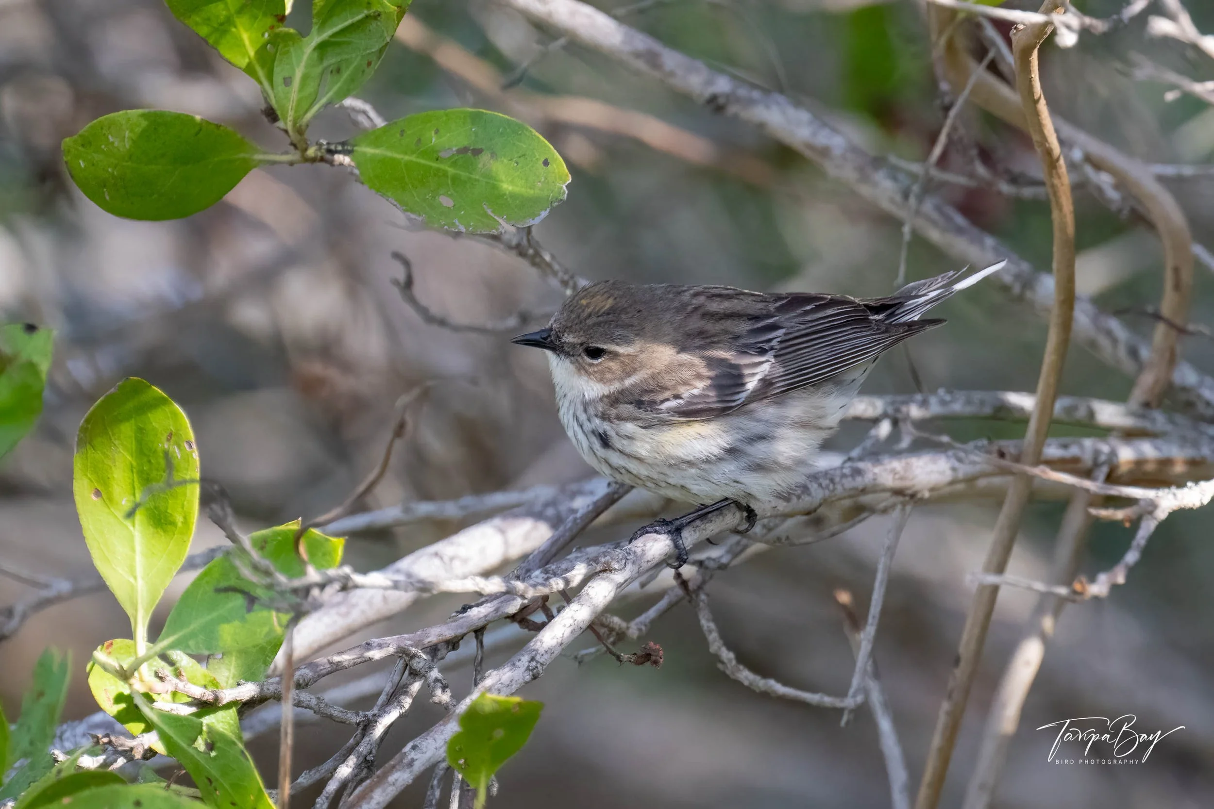 Yellow-rumped Warbler