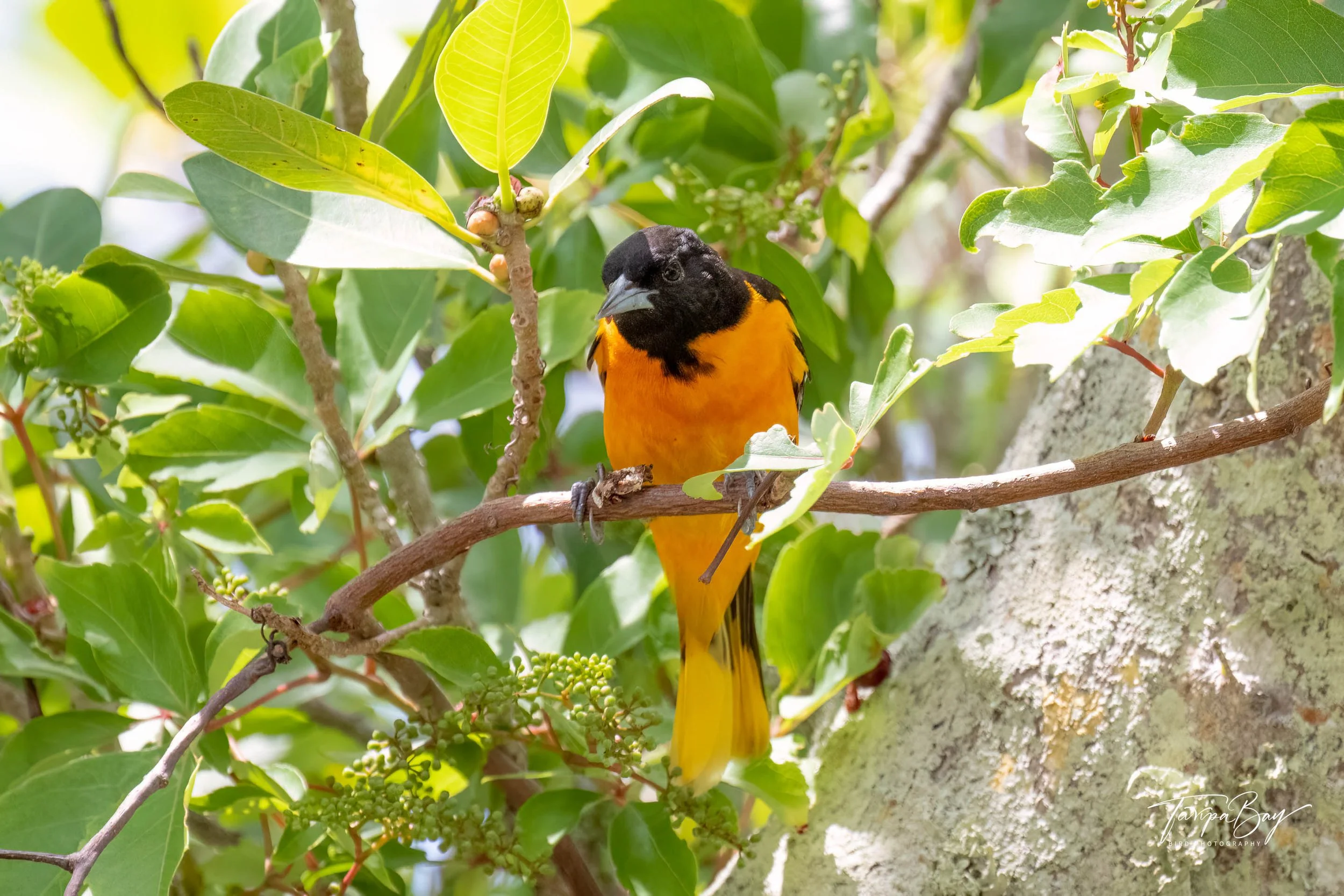 Baltimore Oriole (male)
