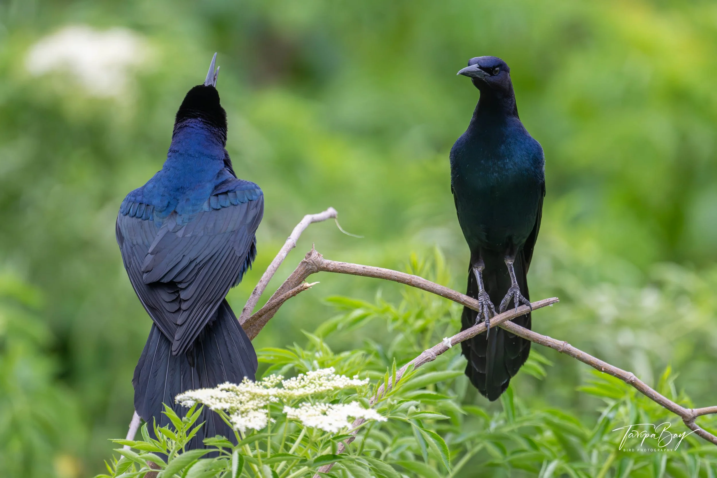 Agonistic display of the Boat-tailed Grackle