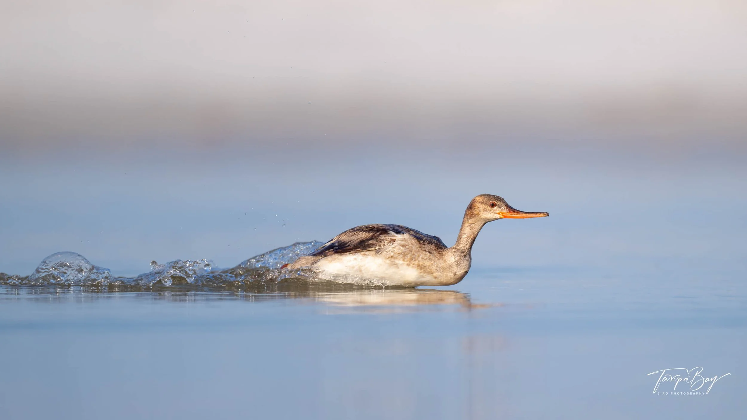 Red-breasted Merganser