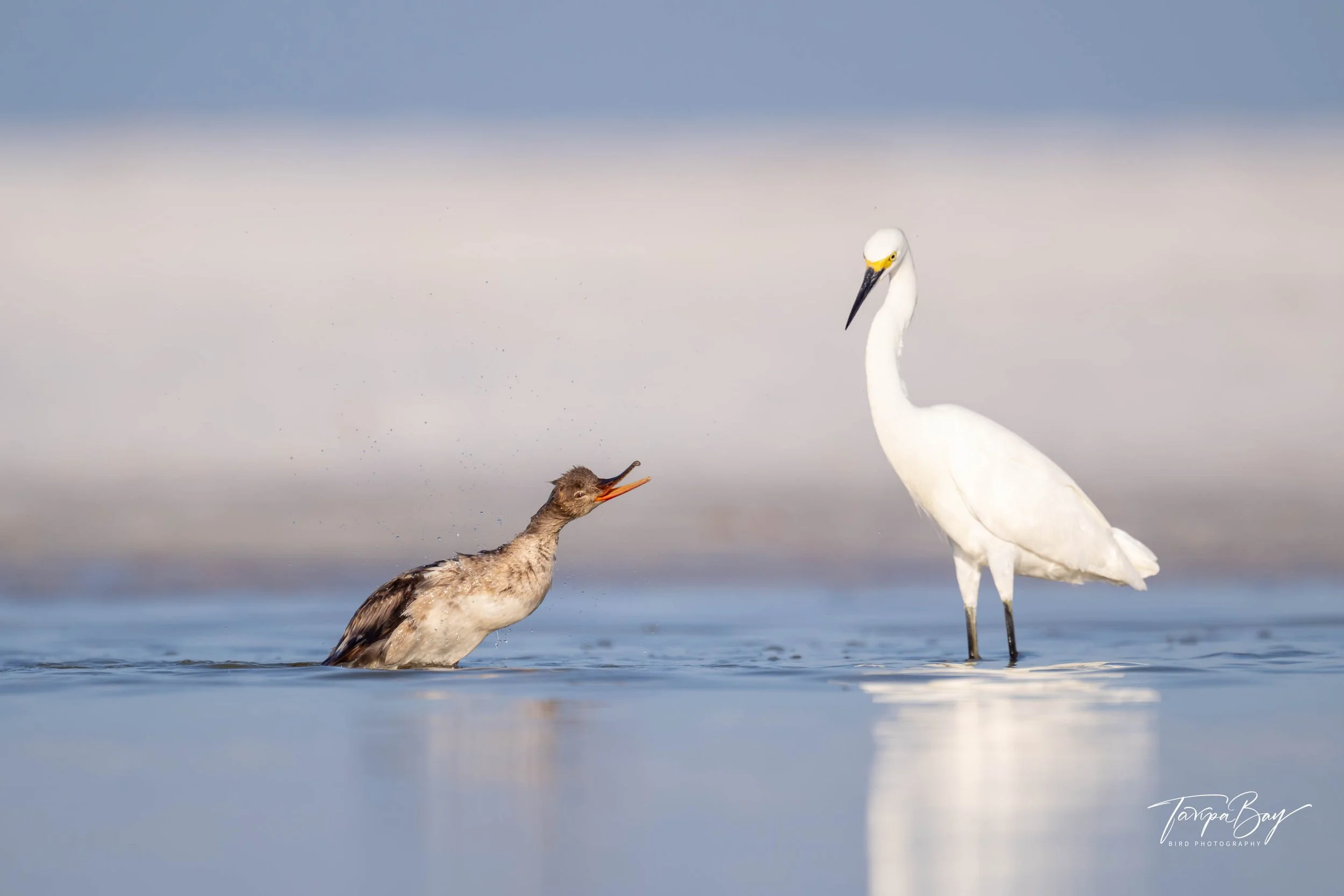 Red-breasted Merganser