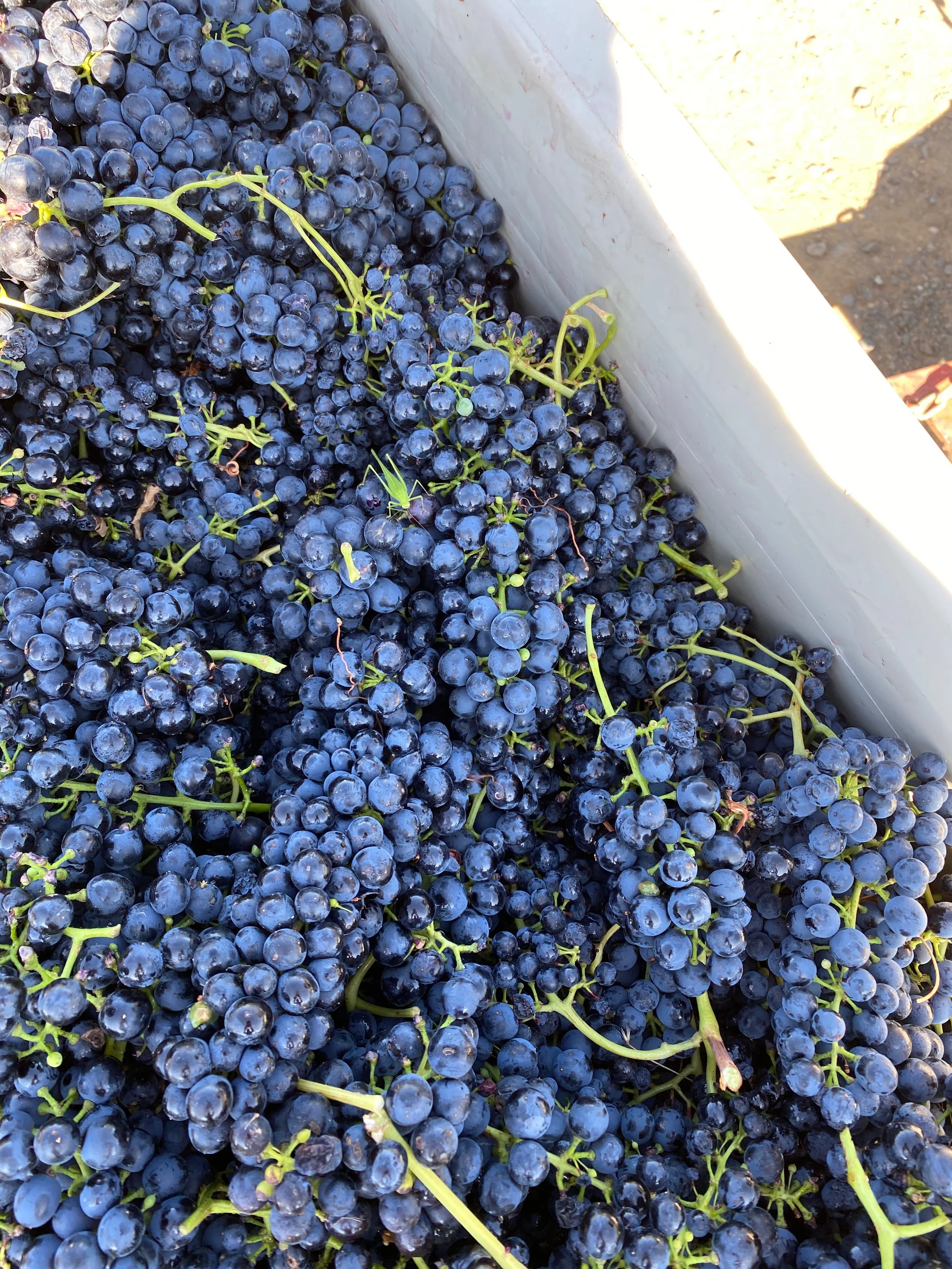 E35089E1-941E-41AC-A704-3AD0E8EE16D1.jpeg (Copy)