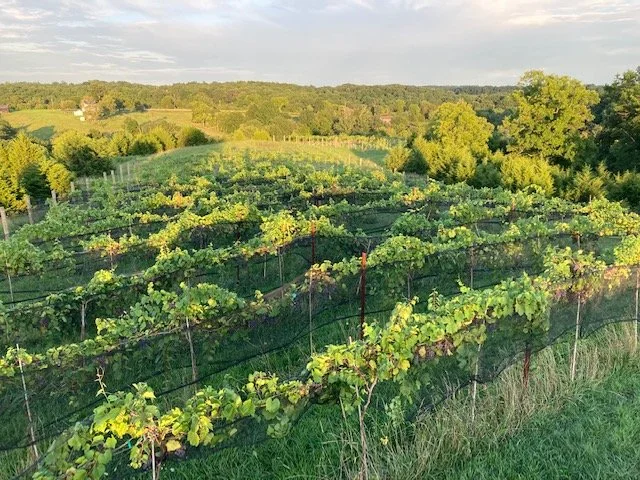 Runners Ridge Vineyard — Pike Street Wine House
