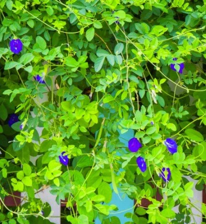 blue butterfly scrn grab.jpg