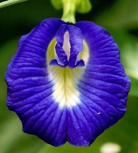 bbflypea 2.jpg