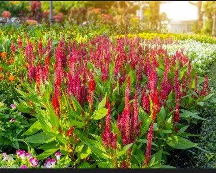 red woolflower scrn grab.jpg