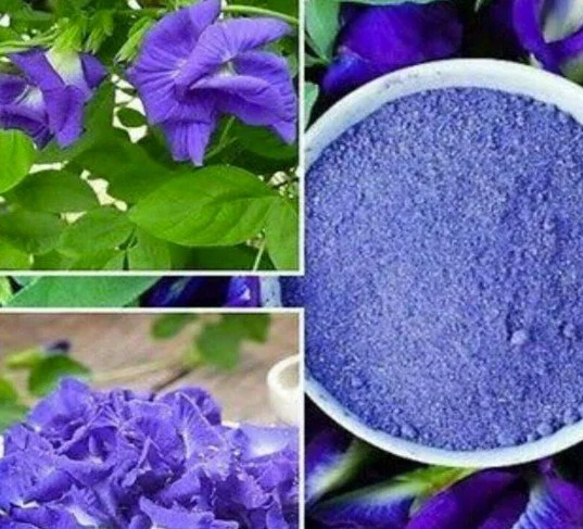 bbflypea 3.jpg